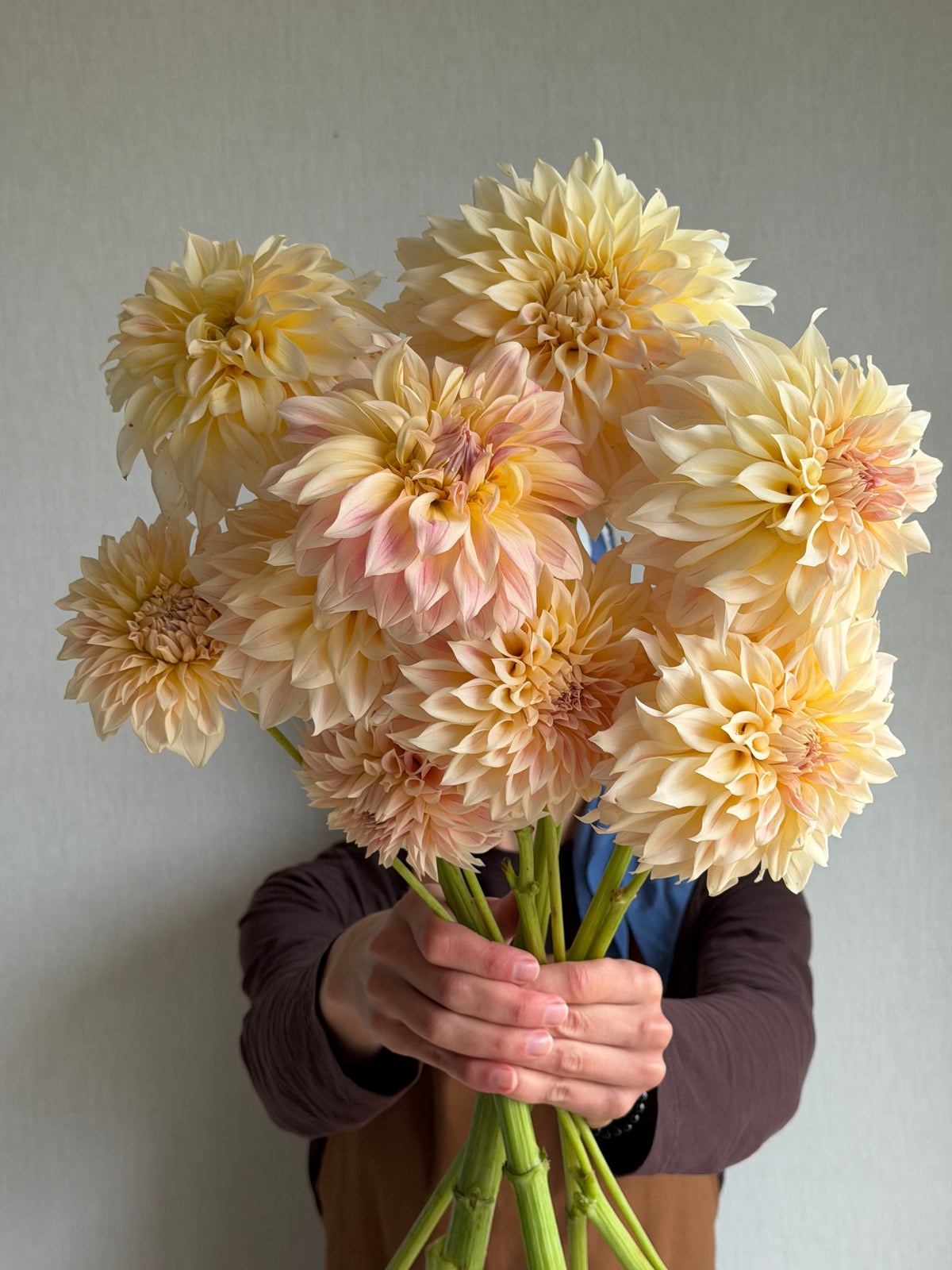 Dahlia KA's® Mocha Maya