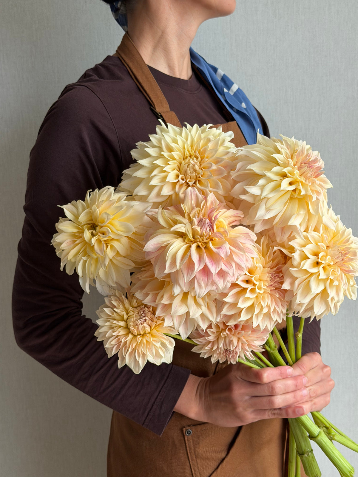 Dahlia KA's® Mocha Maya