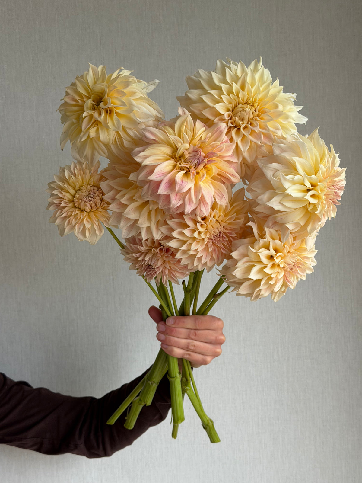 Dahlia KA's® Mocha Maya