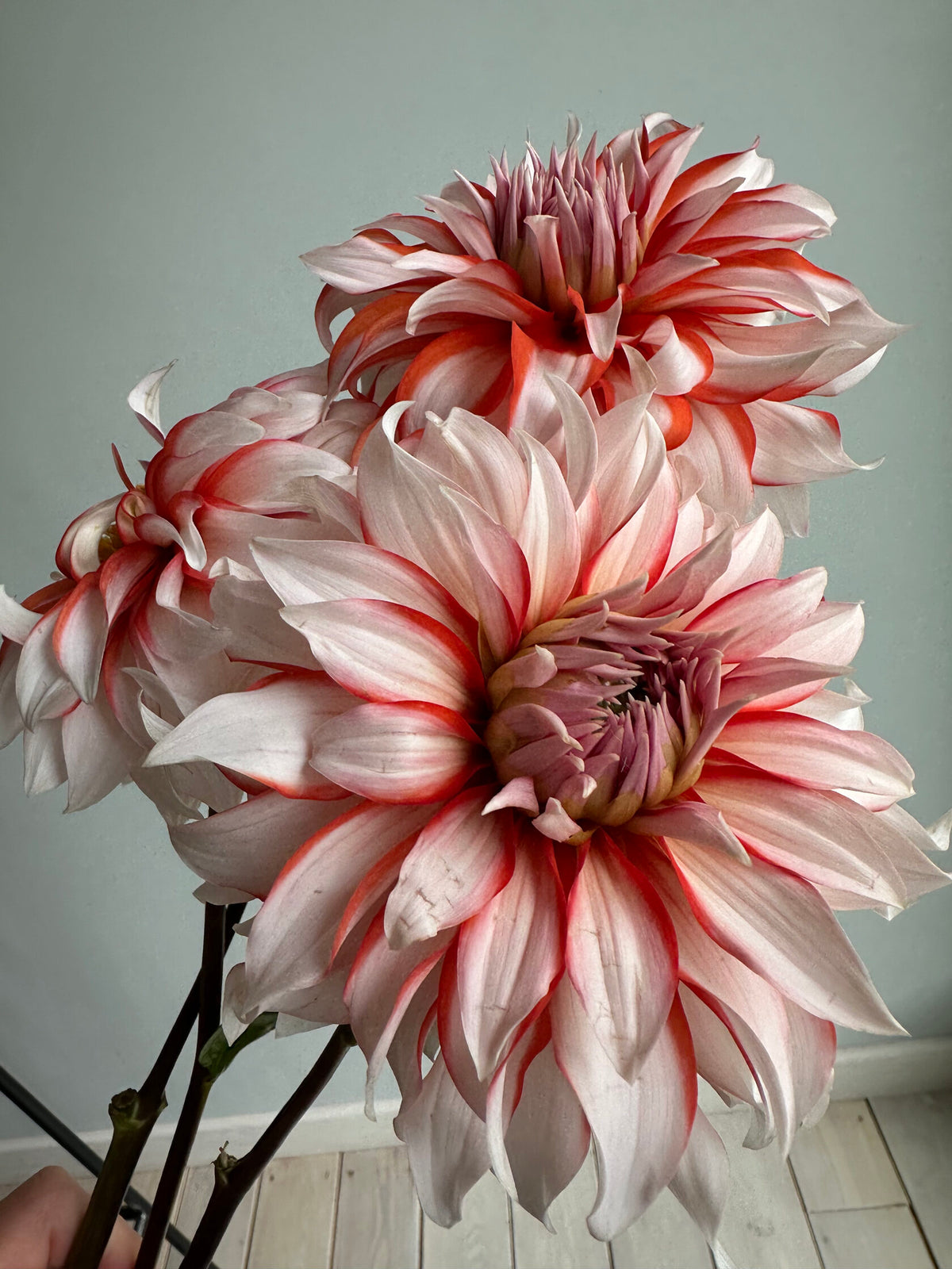 Dahlia Santa Claus - FluffyFlower
