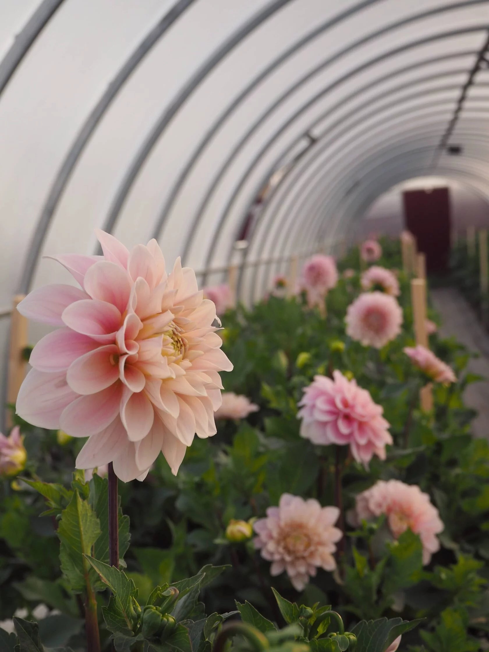 Dahlia Sweet Nathalie