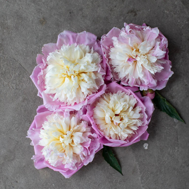 Peony Bowl of Beauty