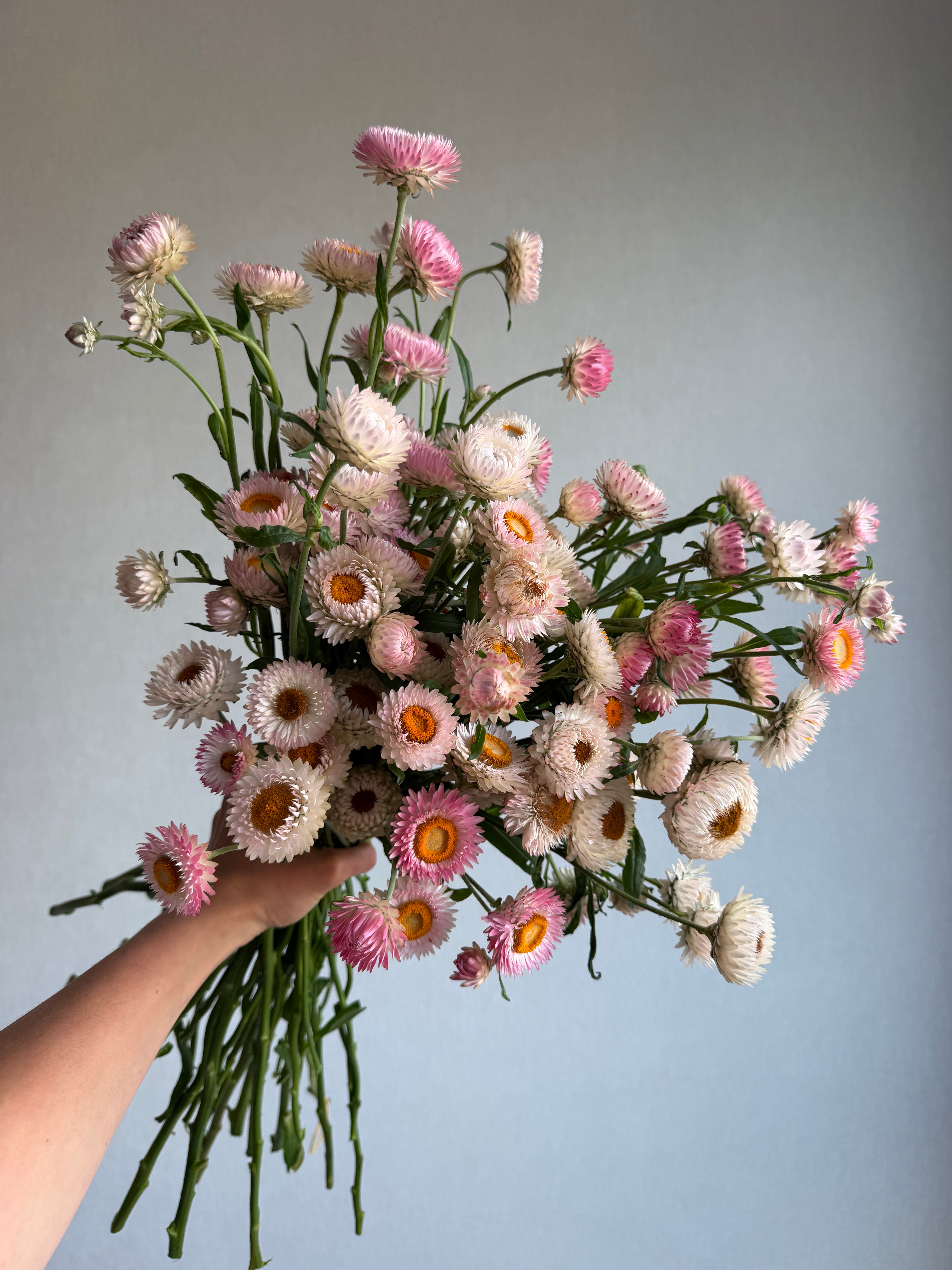 Helichrysum Silvery Rose - FluffyFlower