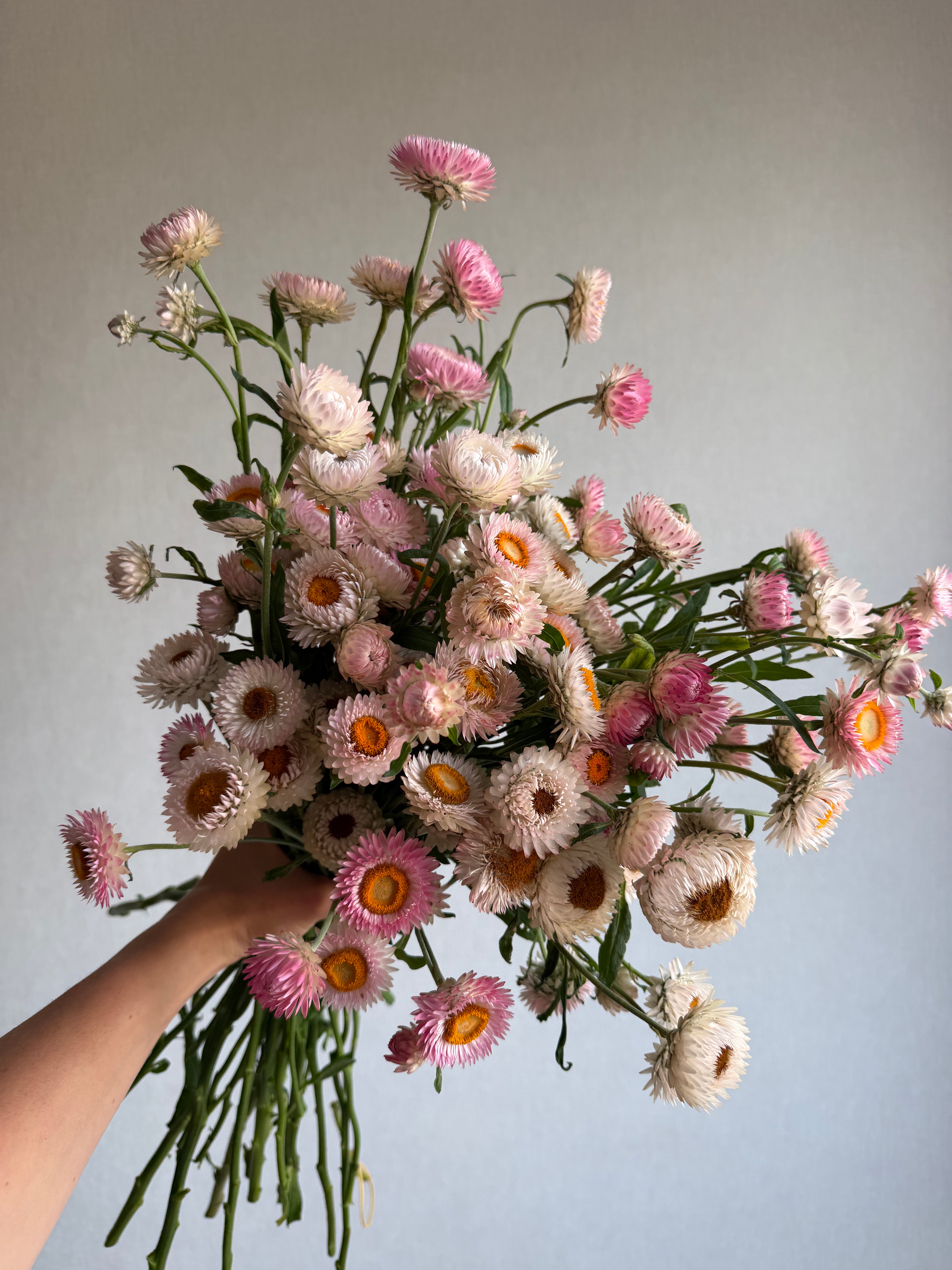 Helichrysum Silvery Rose - FluffyFlower