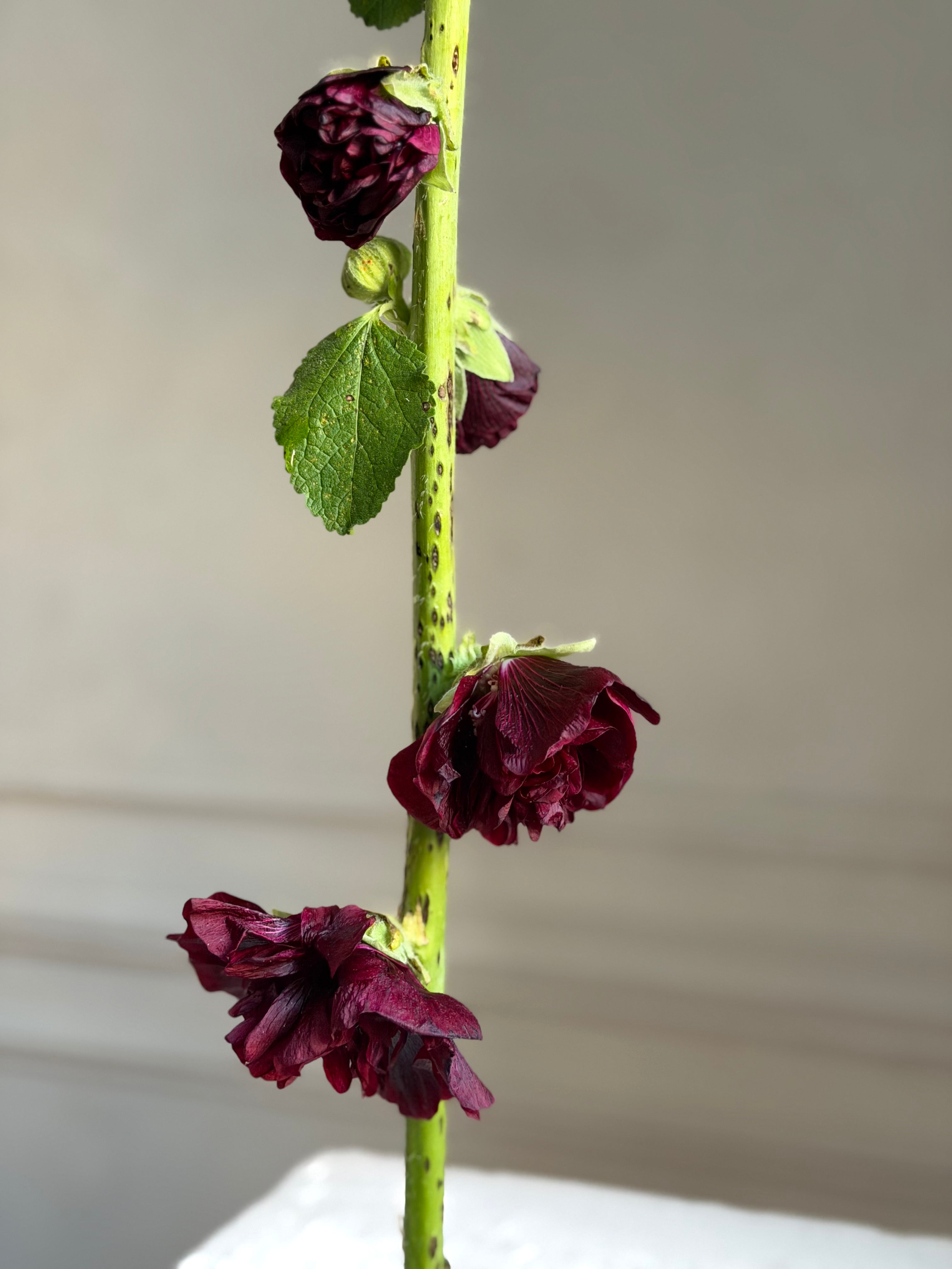 Hollyhock (alcea) Chaters brown-Fluffy Flower