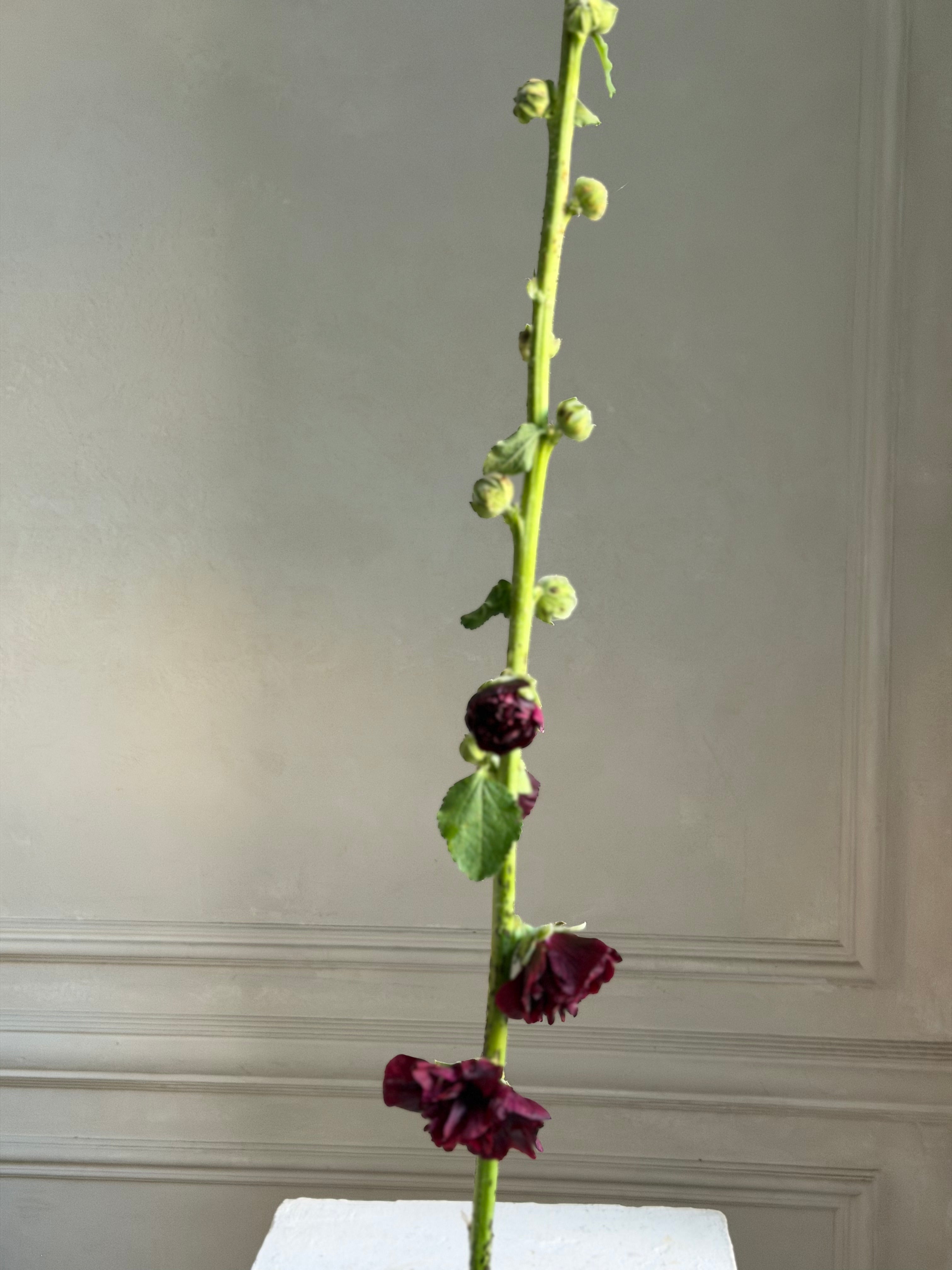 Hollyhock (alcea) Chaters brown-Fluffy Flower
