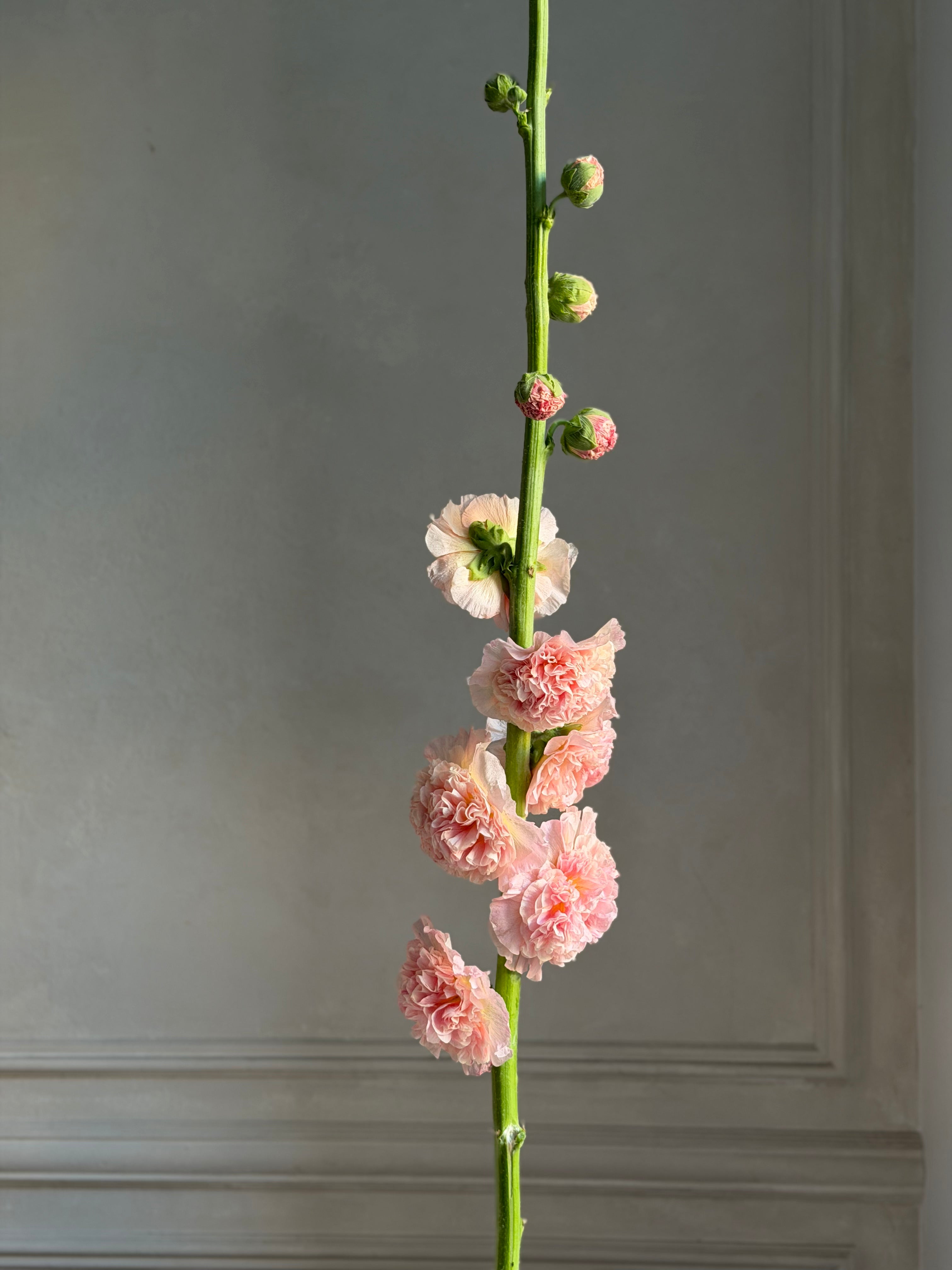 Hollyhock (alcea) Chaters chamois - Fluffy Flower