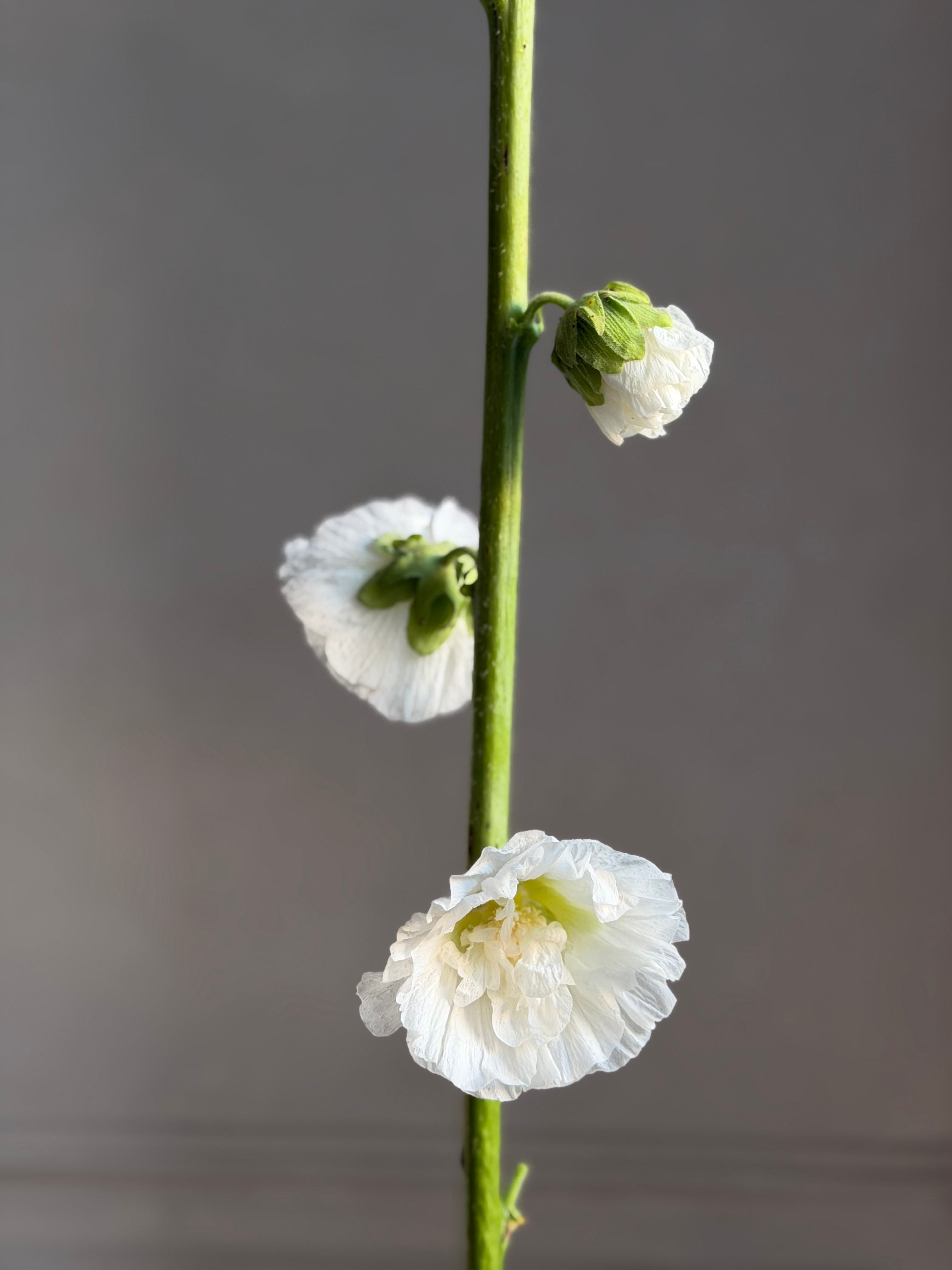 Hollyhock (alcea) Chaters white - Fluffy Flower