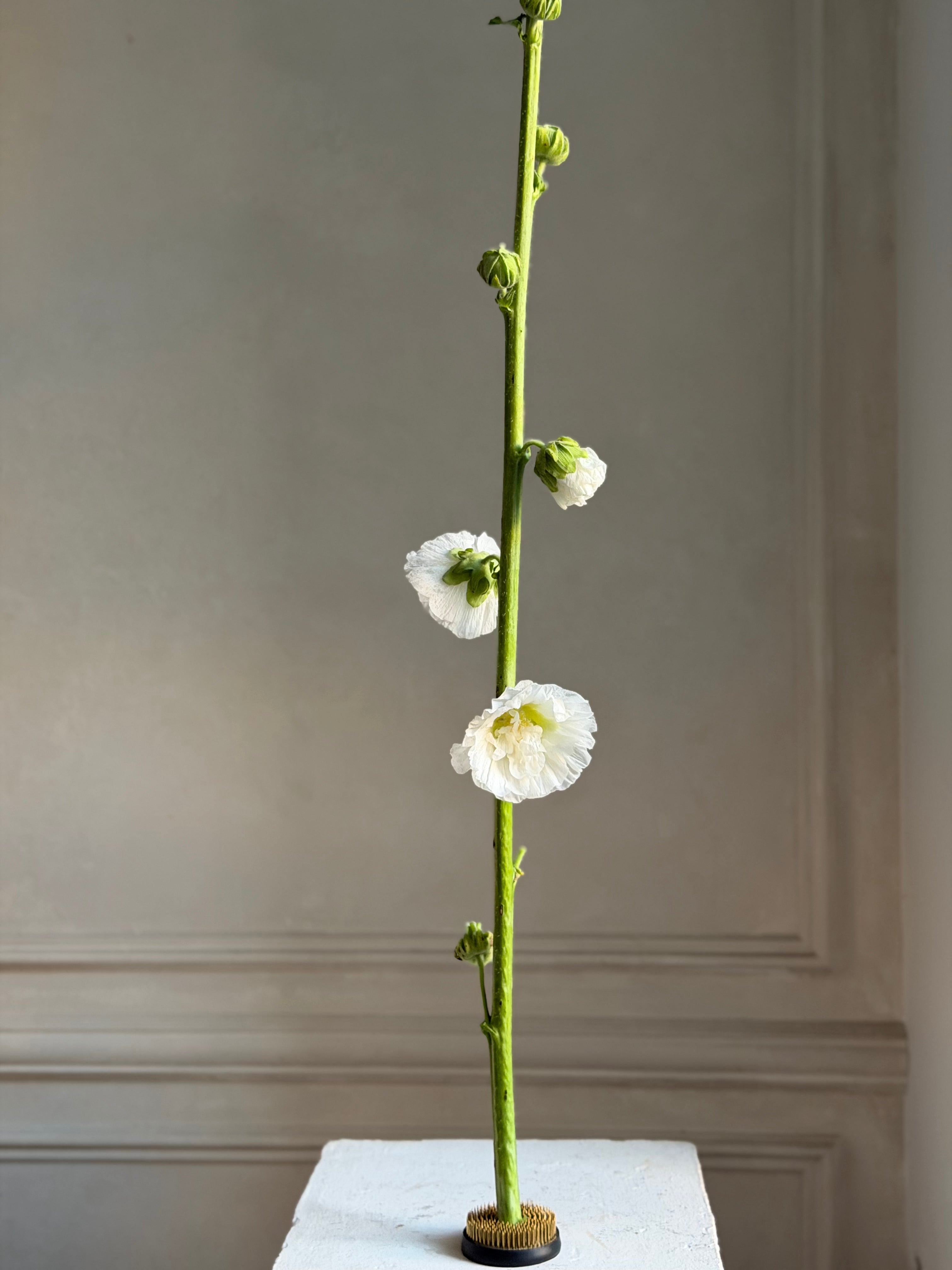 Hollyhock (alcea) Chaters white - Fluffy Flower