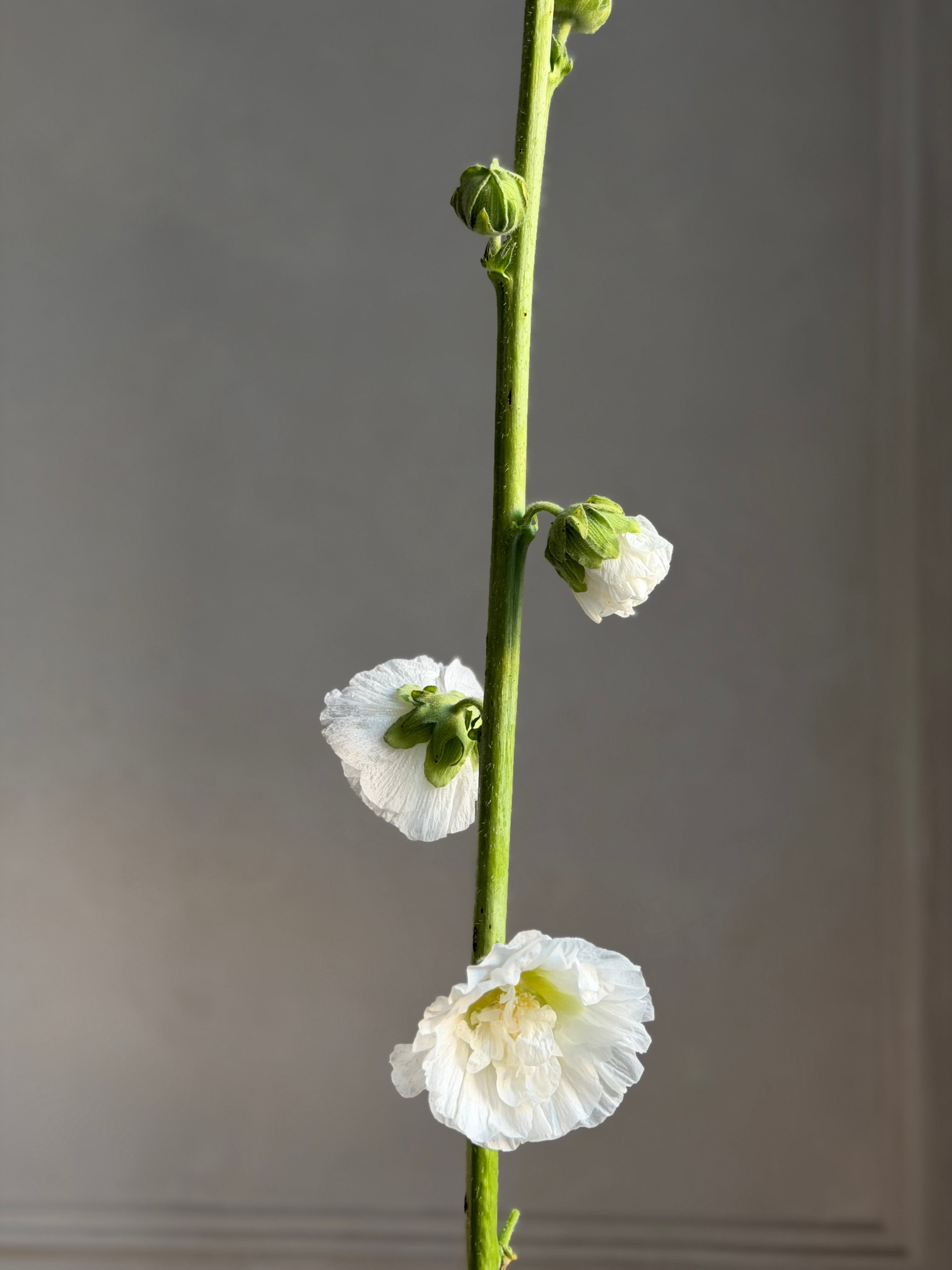 Hollyhock (alcea) Chaters white - Fluffy Flower