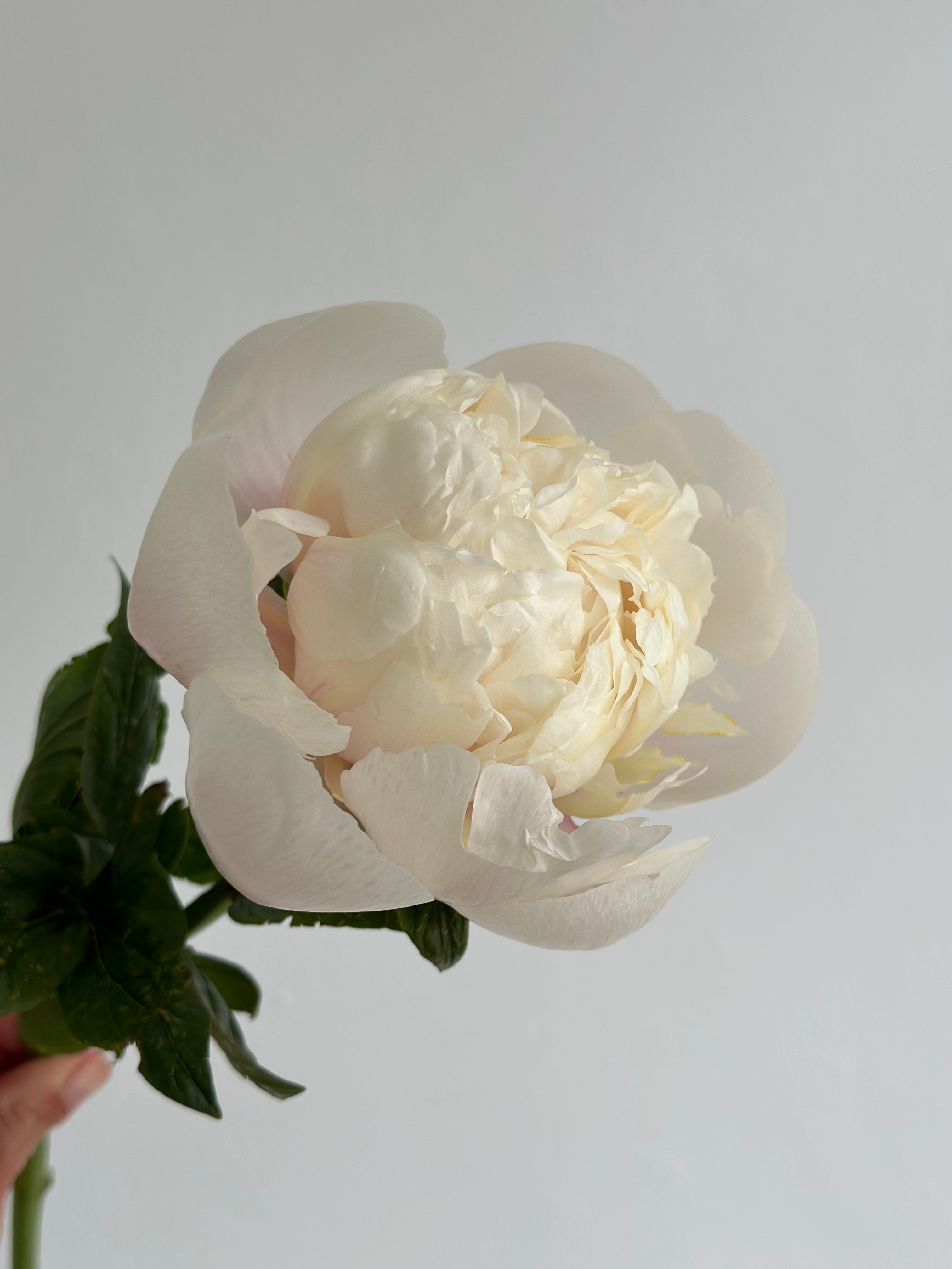 Peony Colonel Owen Cousins