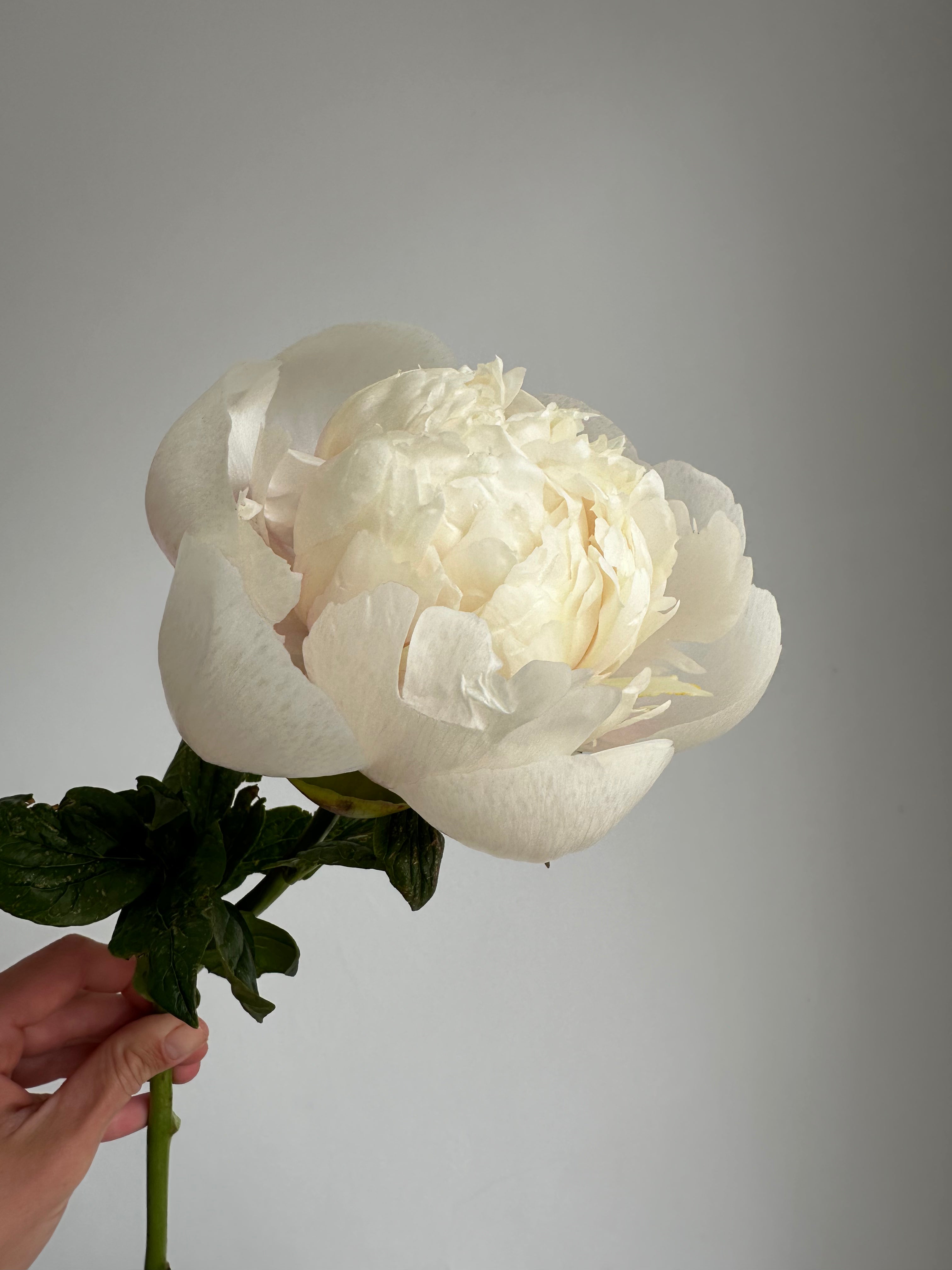 Peony Colonel Owen Cousins