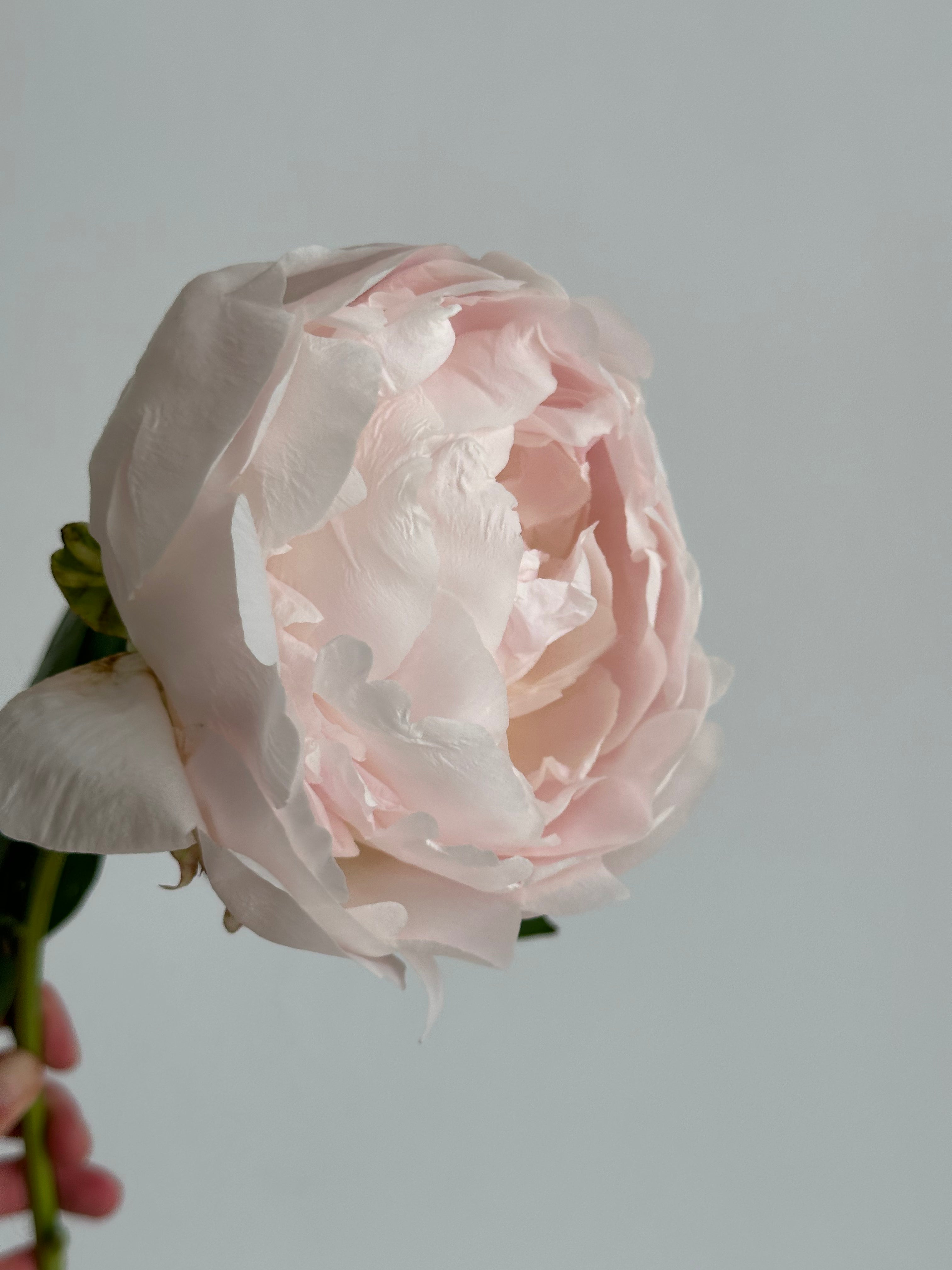 Peony Chiffon Parfait