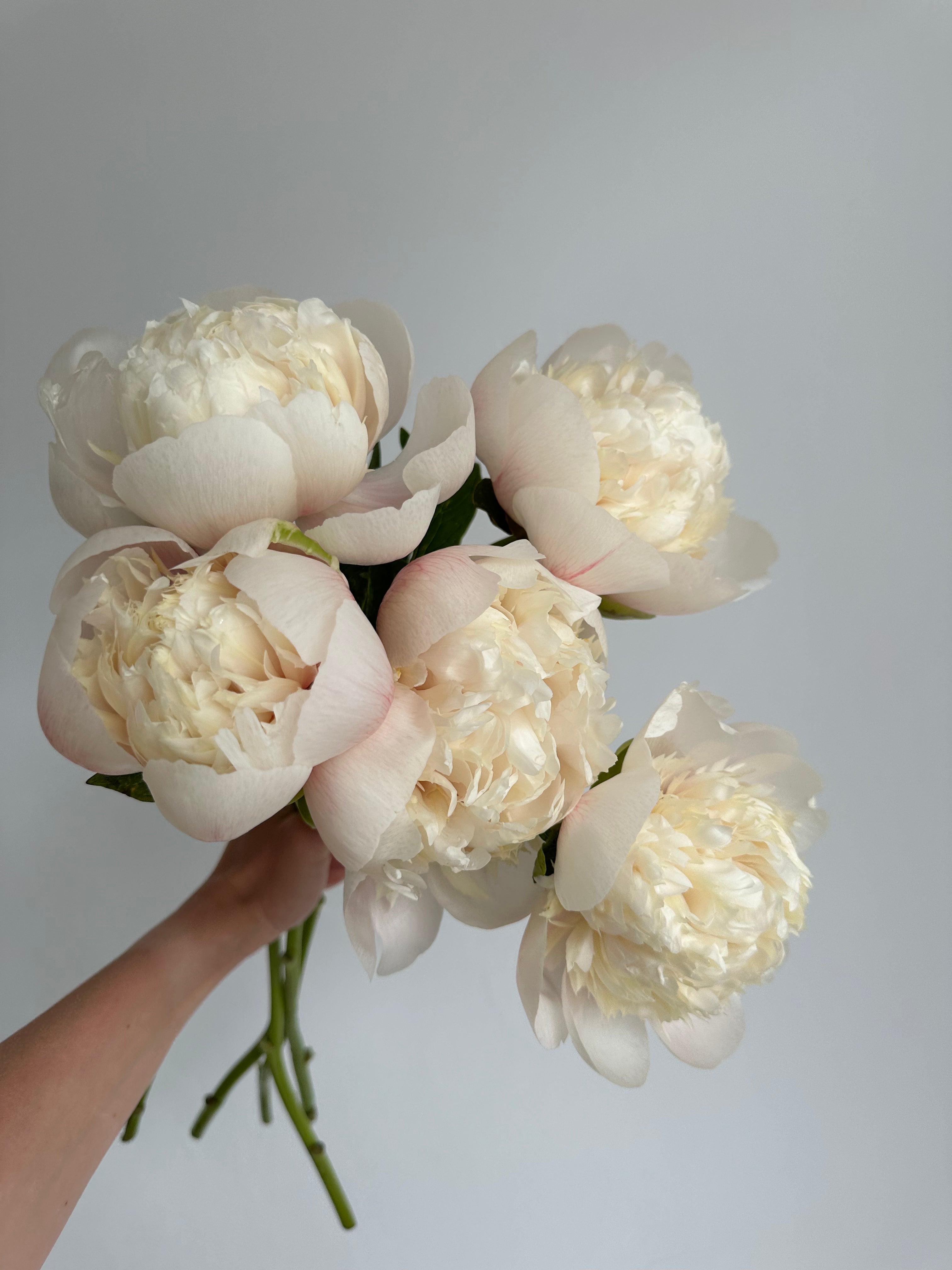 Peony Colonel Owen Cousins