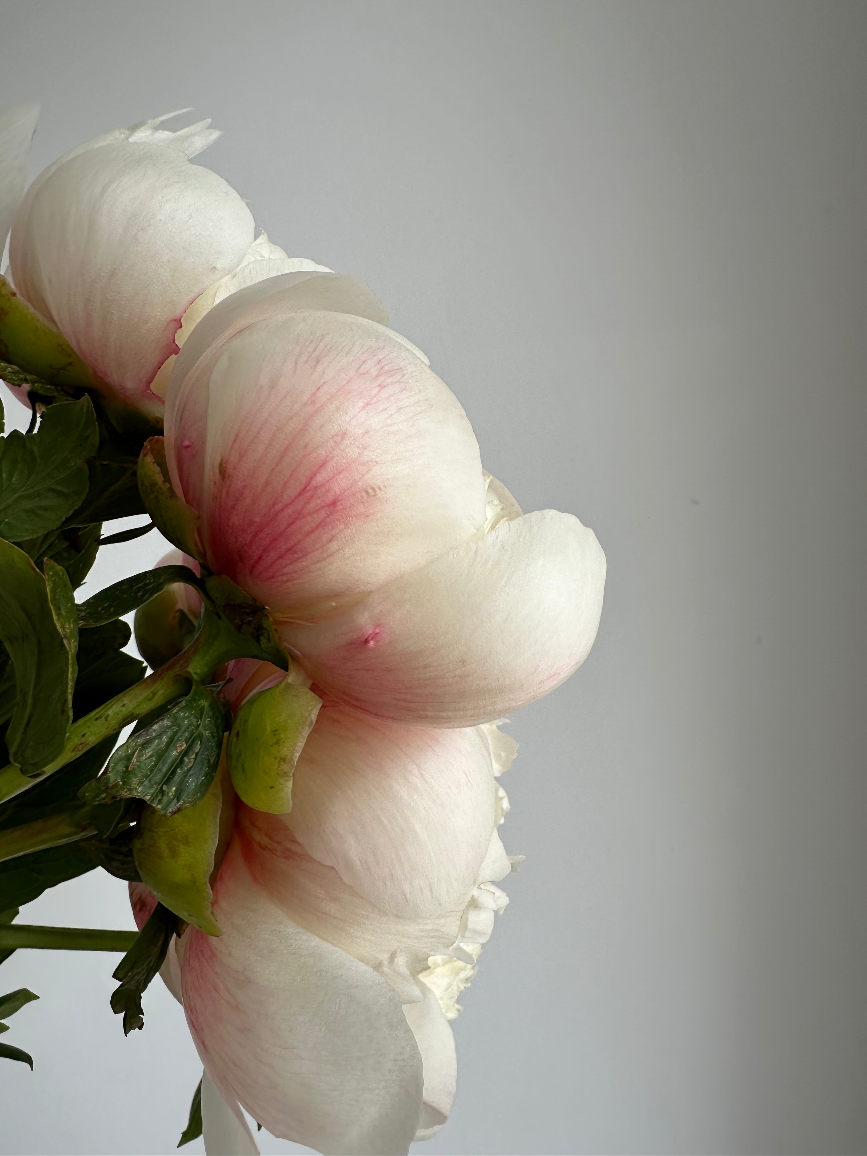 Peony Colonel Owen Cousins