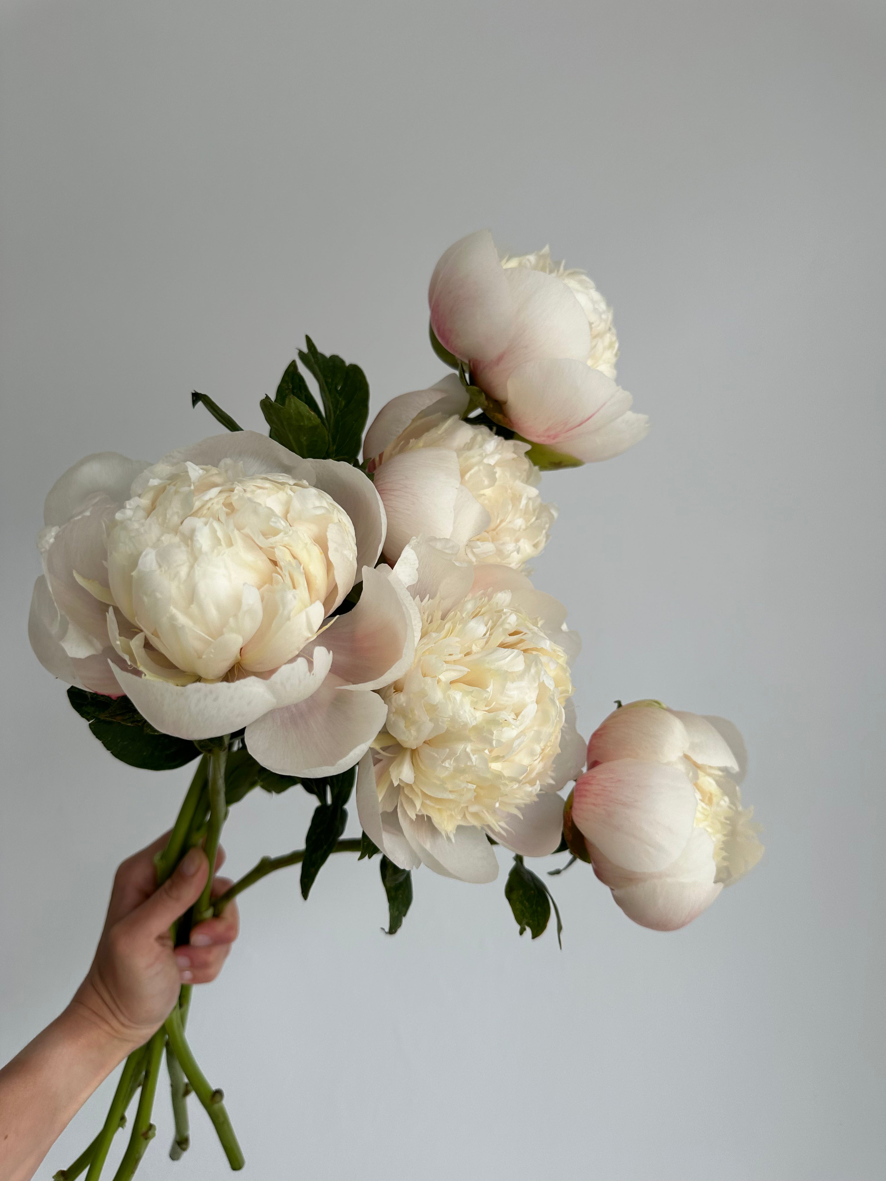 Peony Colonel Owen Cousins