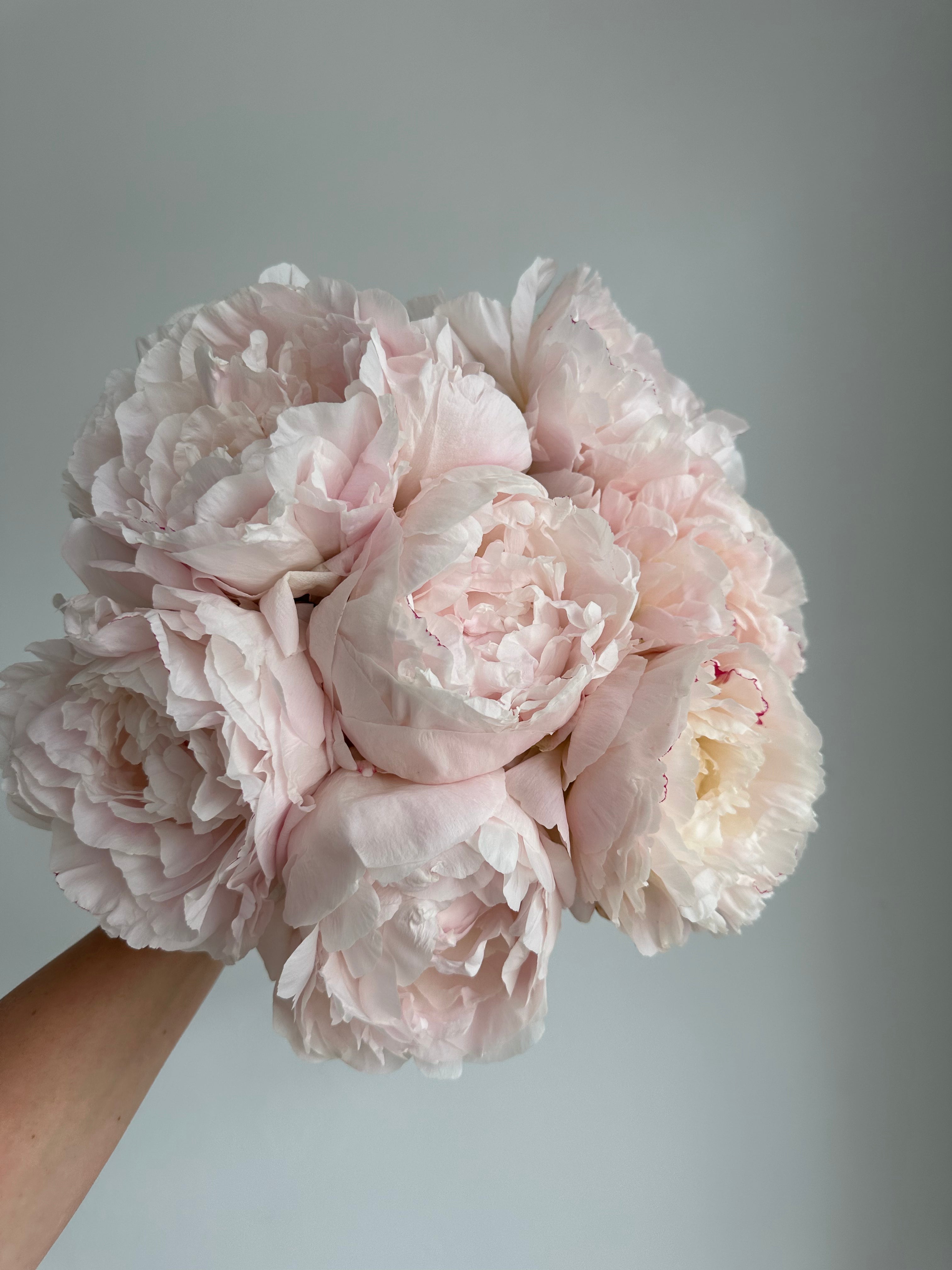 Peony Mother's Choice