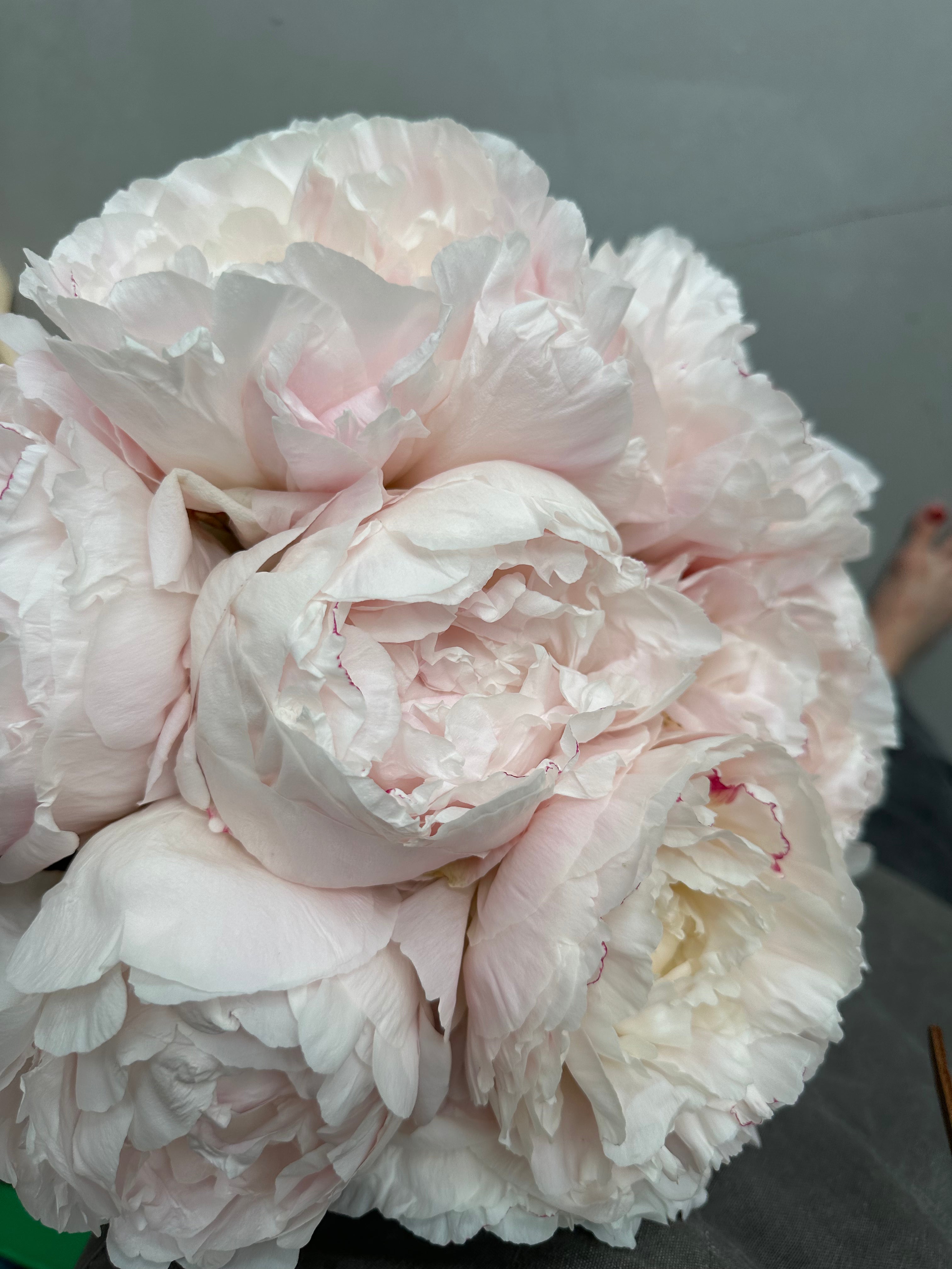 Peony Mother's Choice