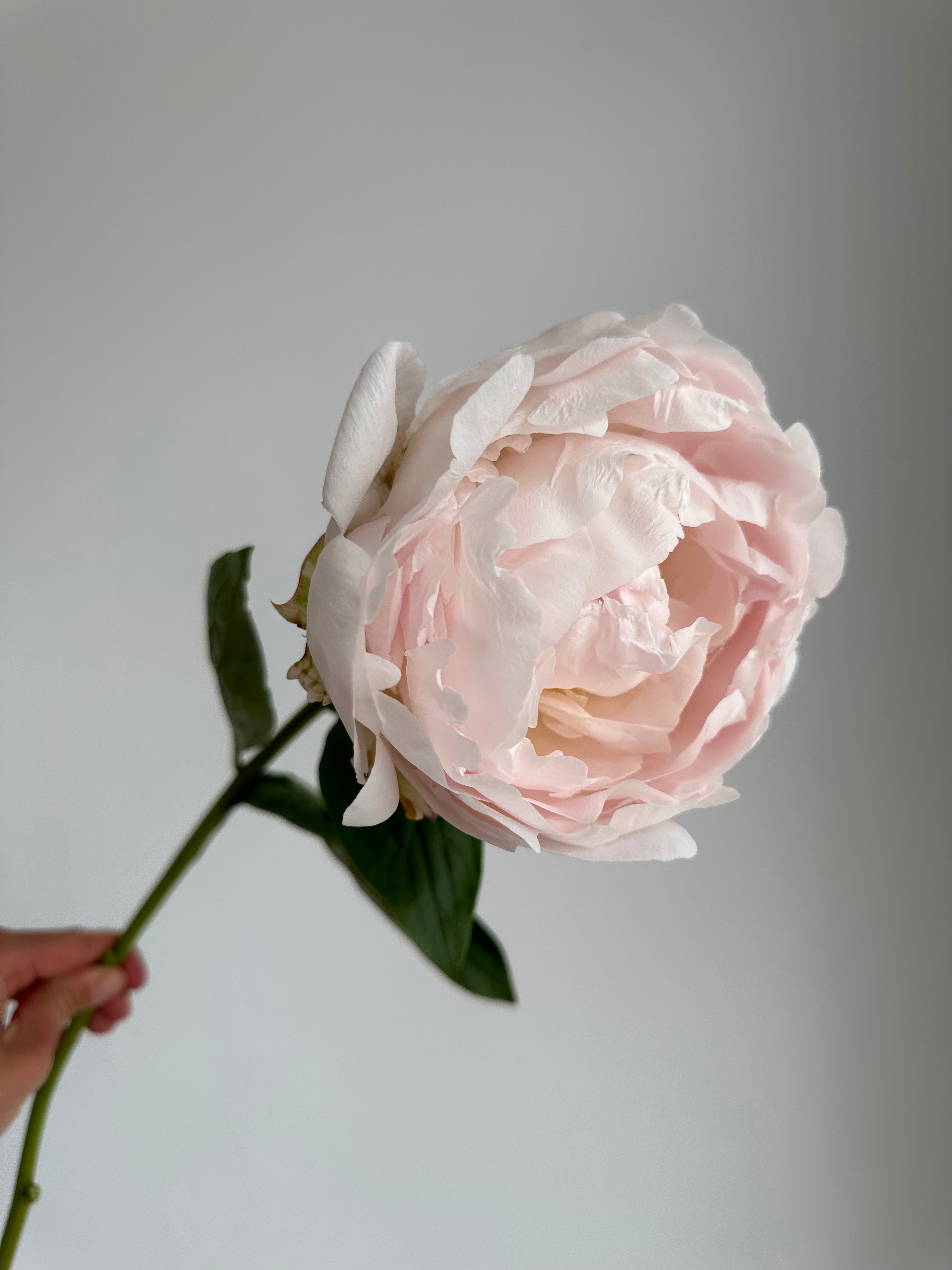 Peony Chiffon Parfait