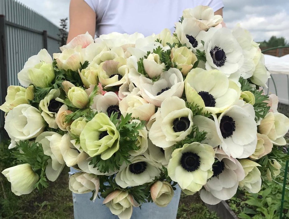 Anemone Mistral Panda