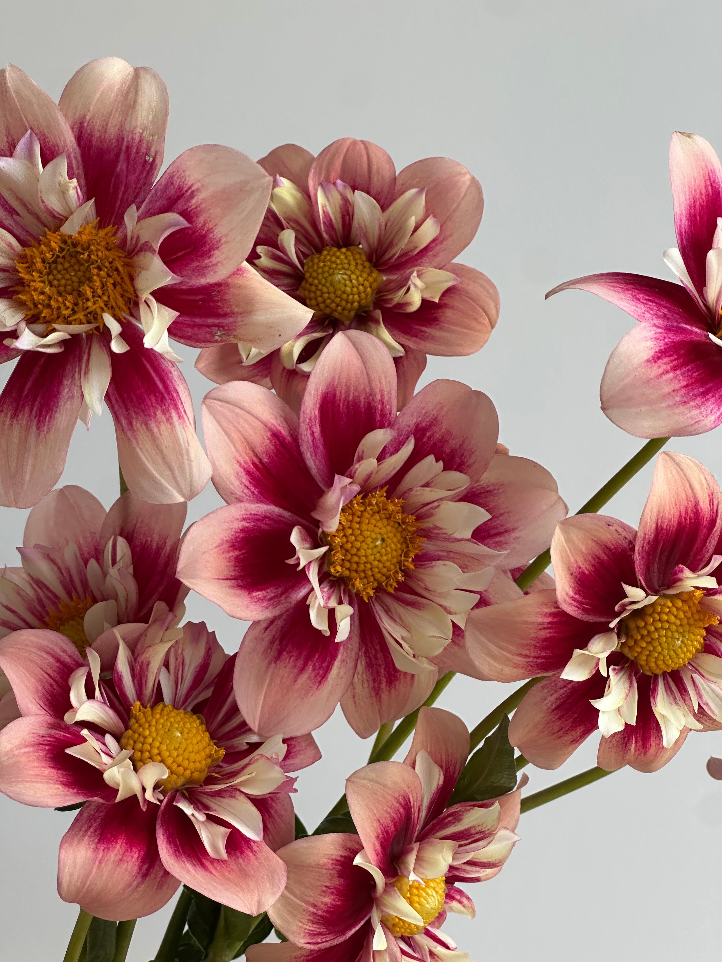 Dahlia Rhubarb and Custard