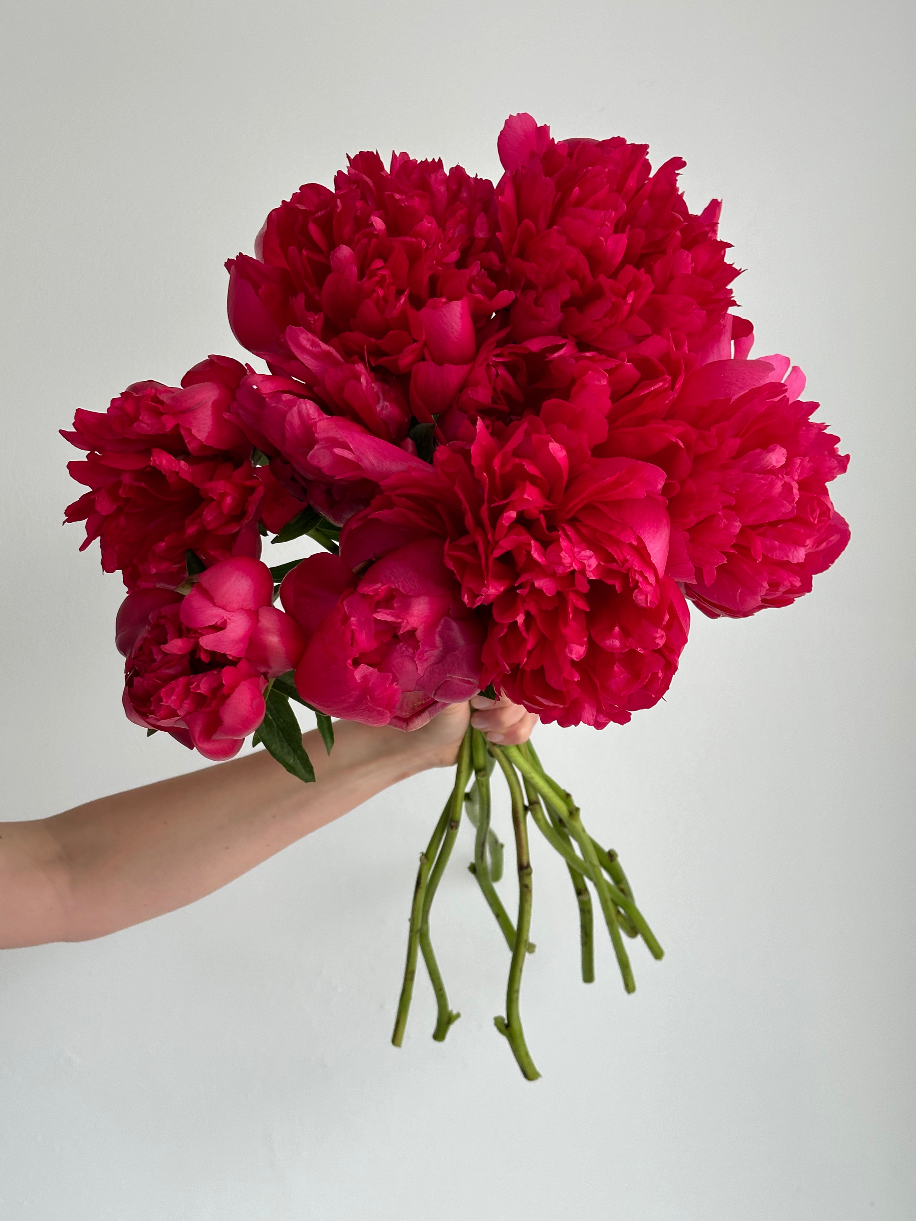 Peony Belgravia