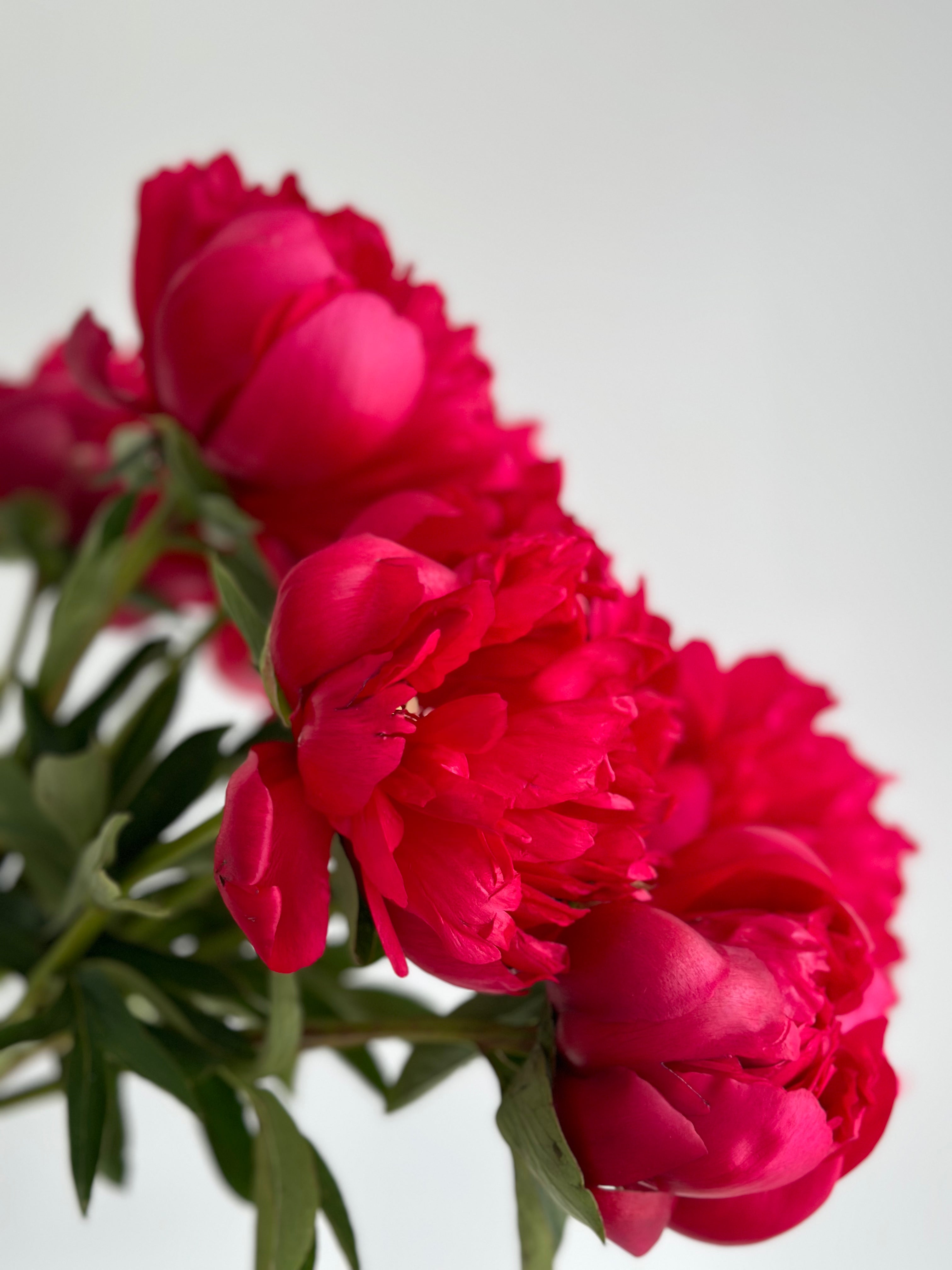 Peony Belgravia
