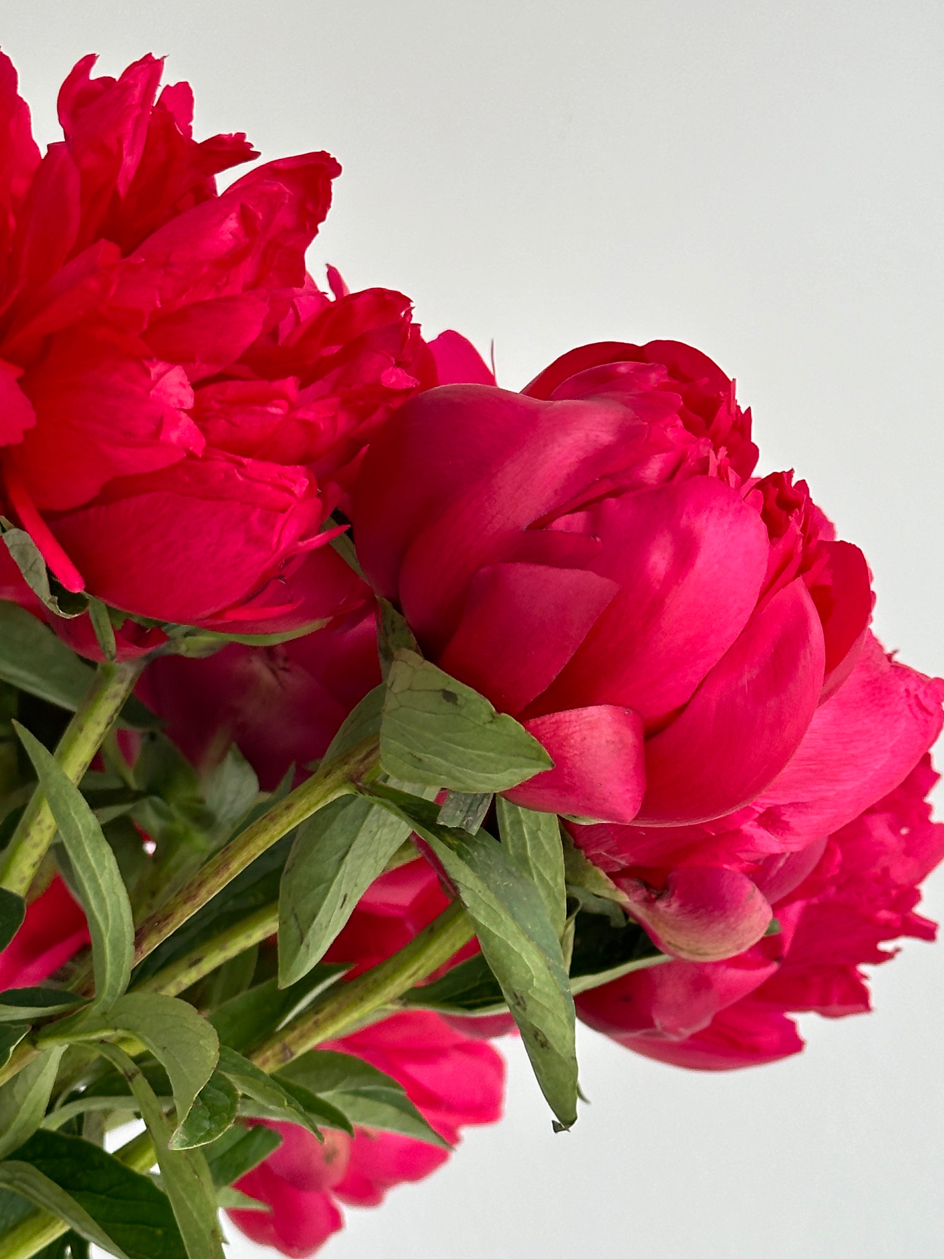 Peony Belgravia