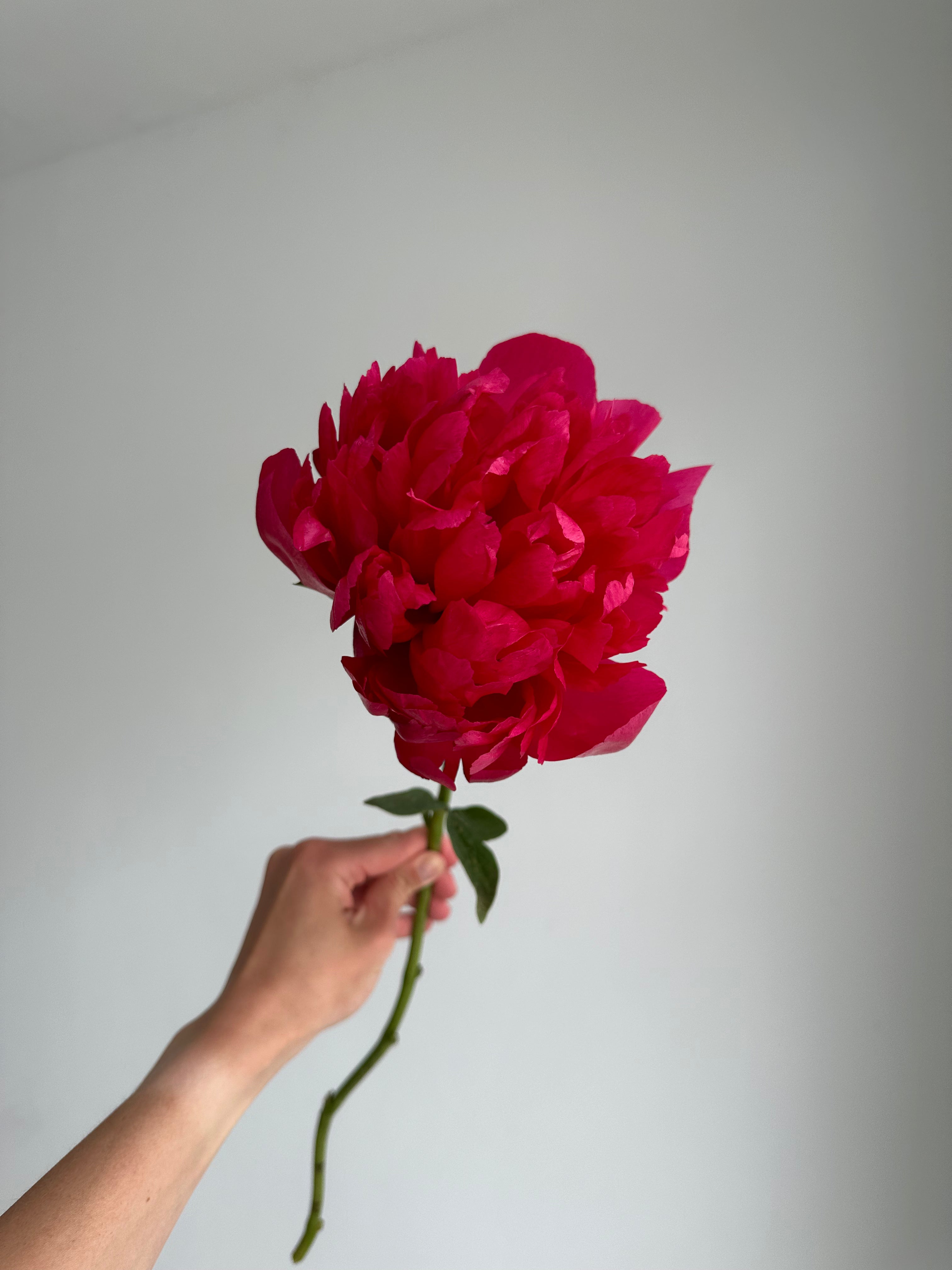 Peony Belgravia