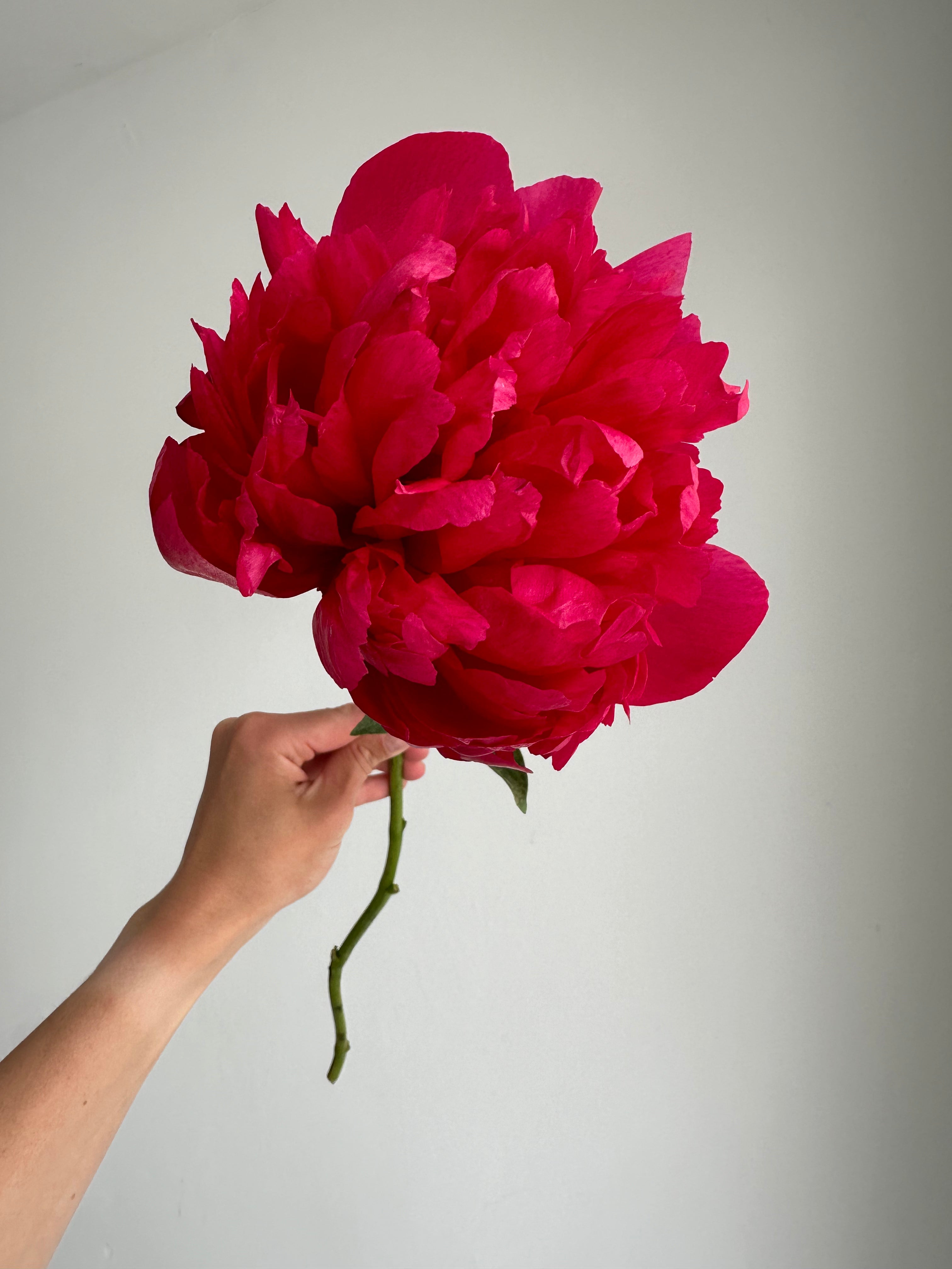 Peony Belgravia