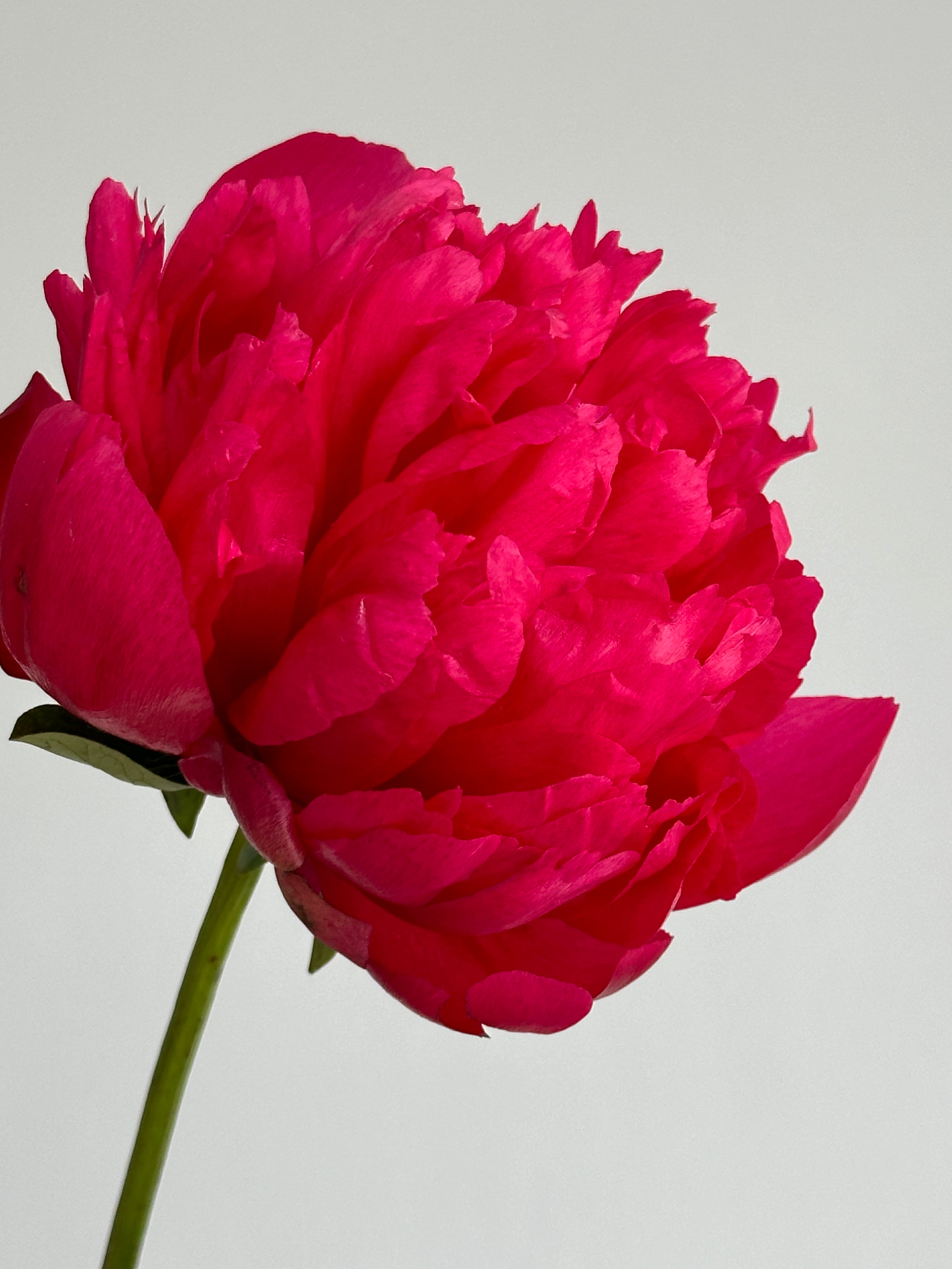 Peony Belgravia