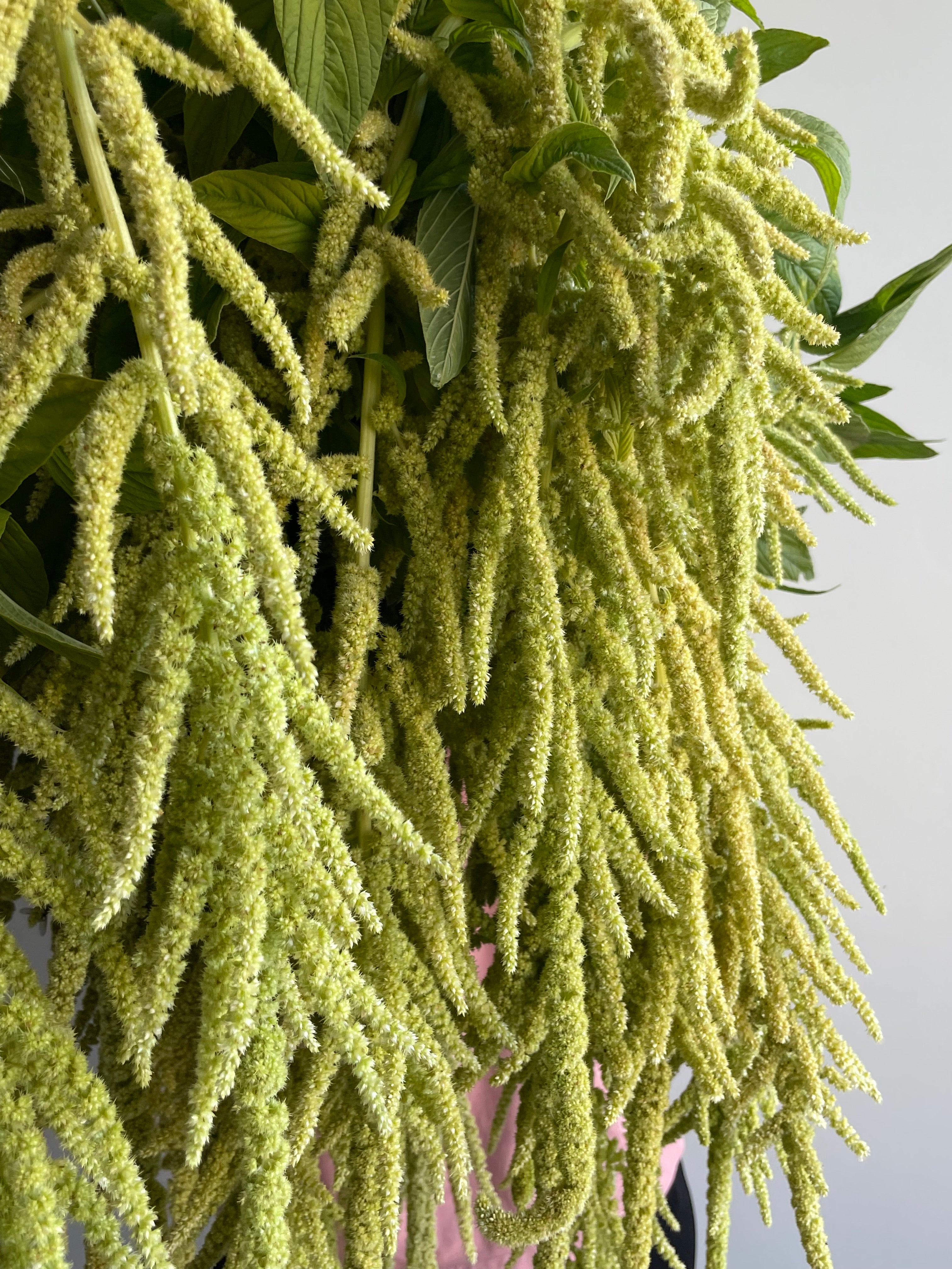 Amaranth Emerald Tassels