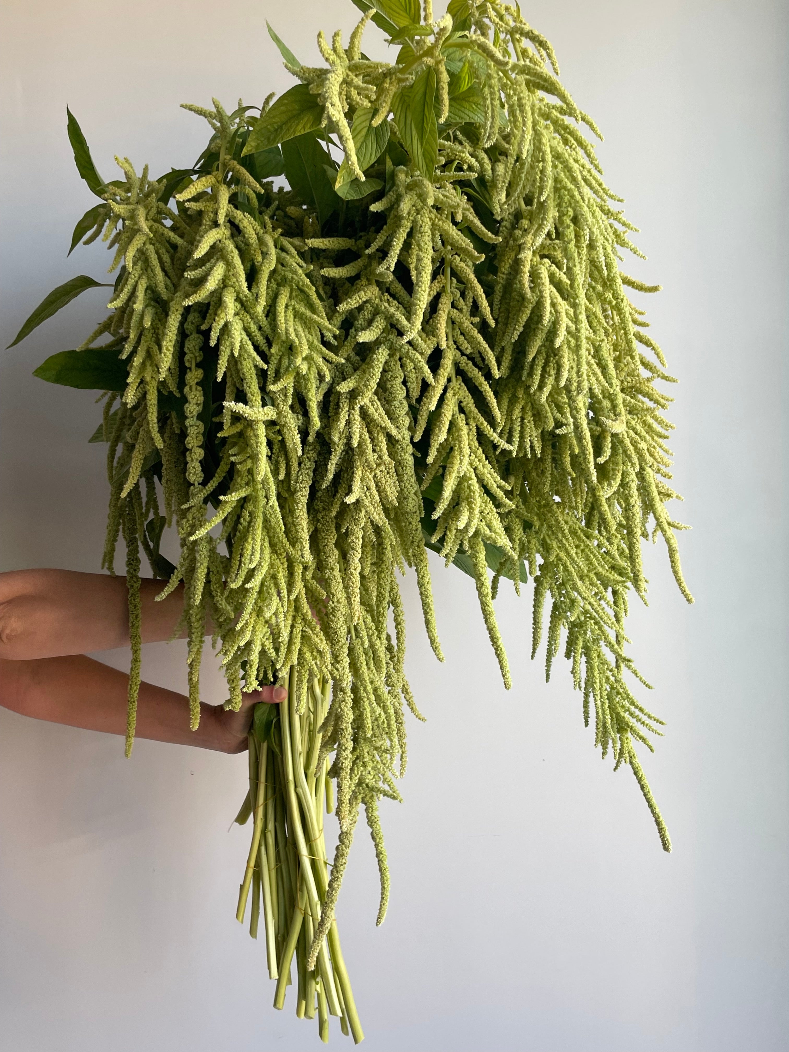 Amaranth Emerald Tassels