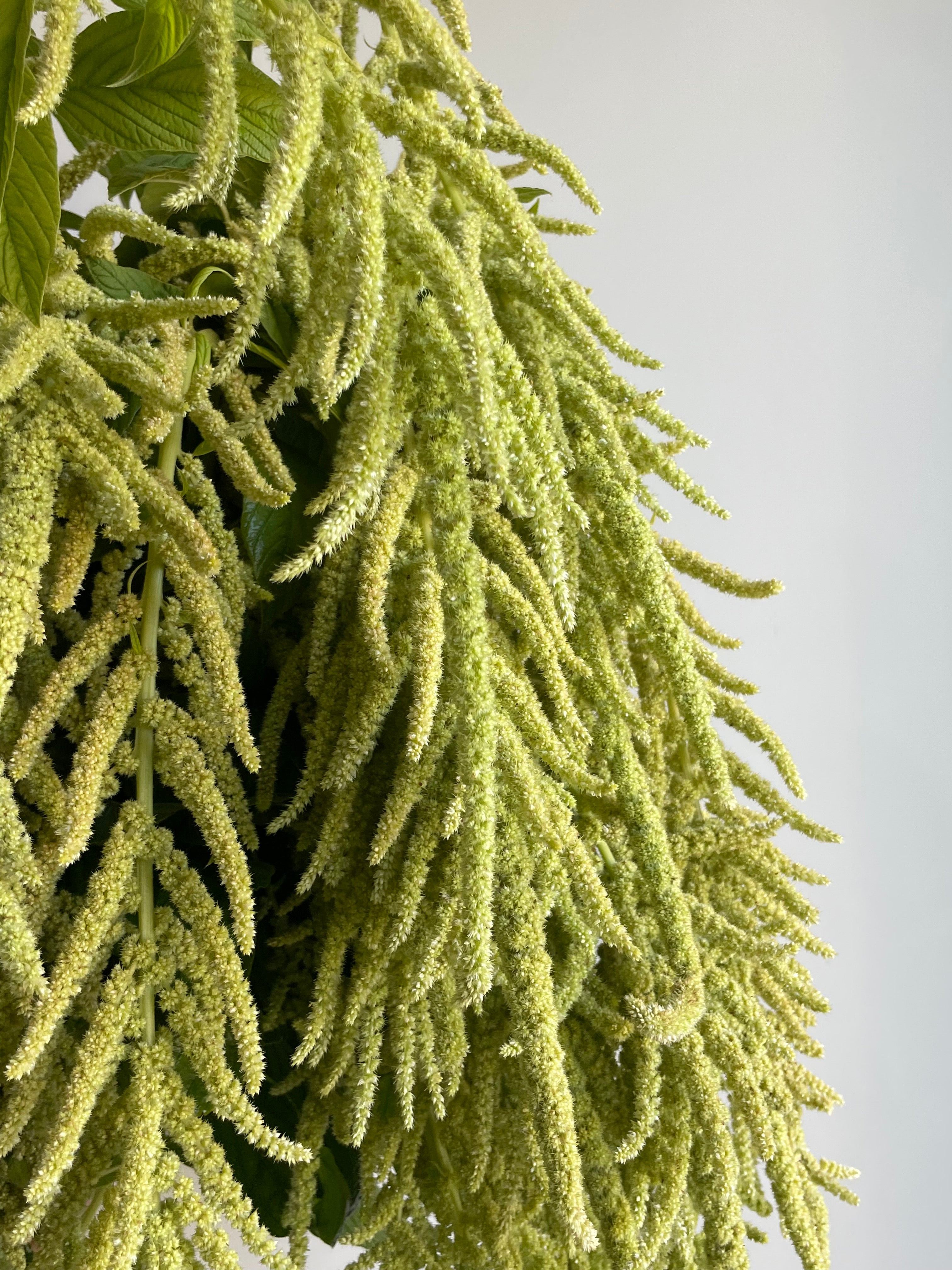 Amaranth Emerald Tassels