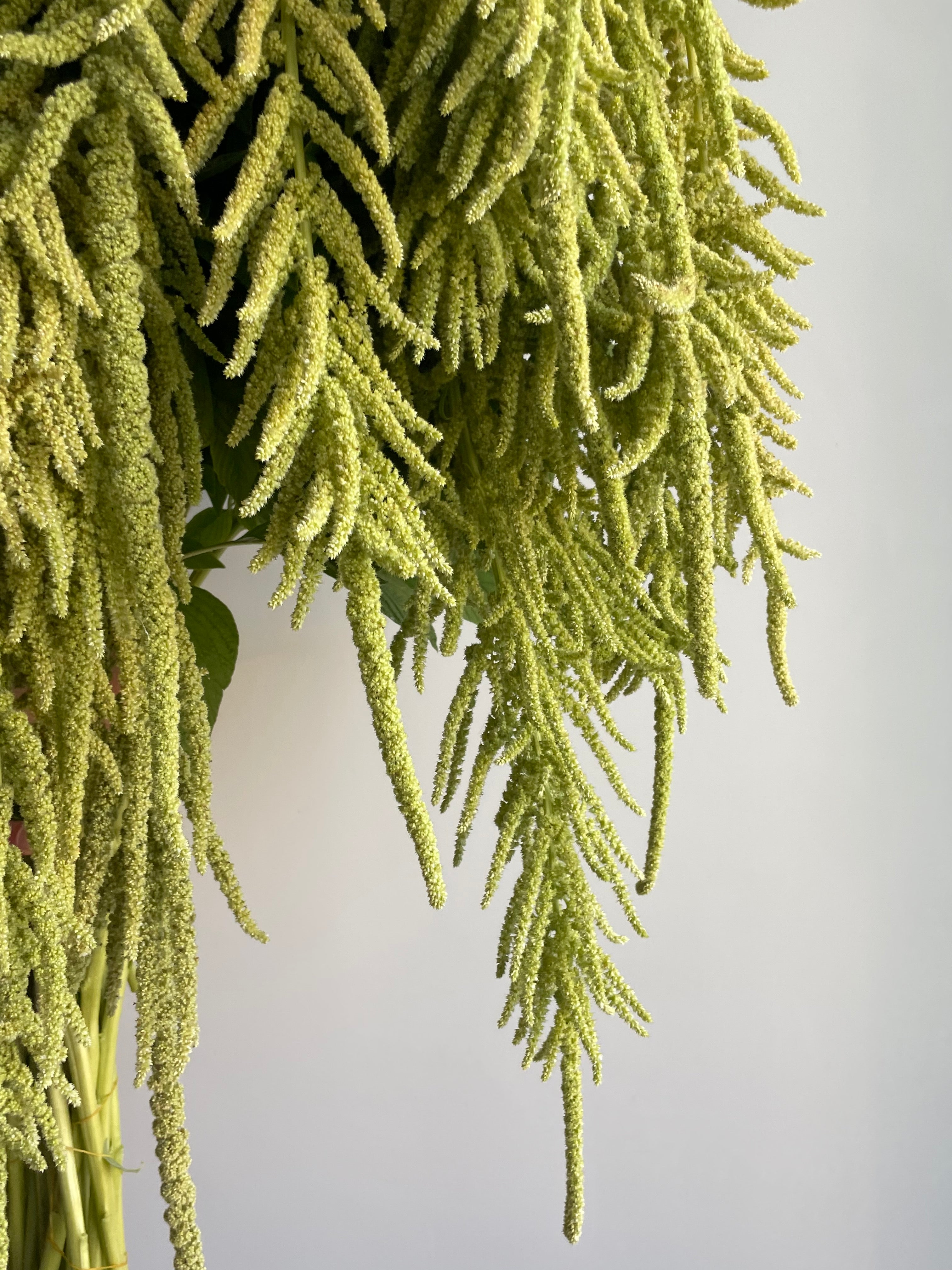 Amaranth Emerald Tassels