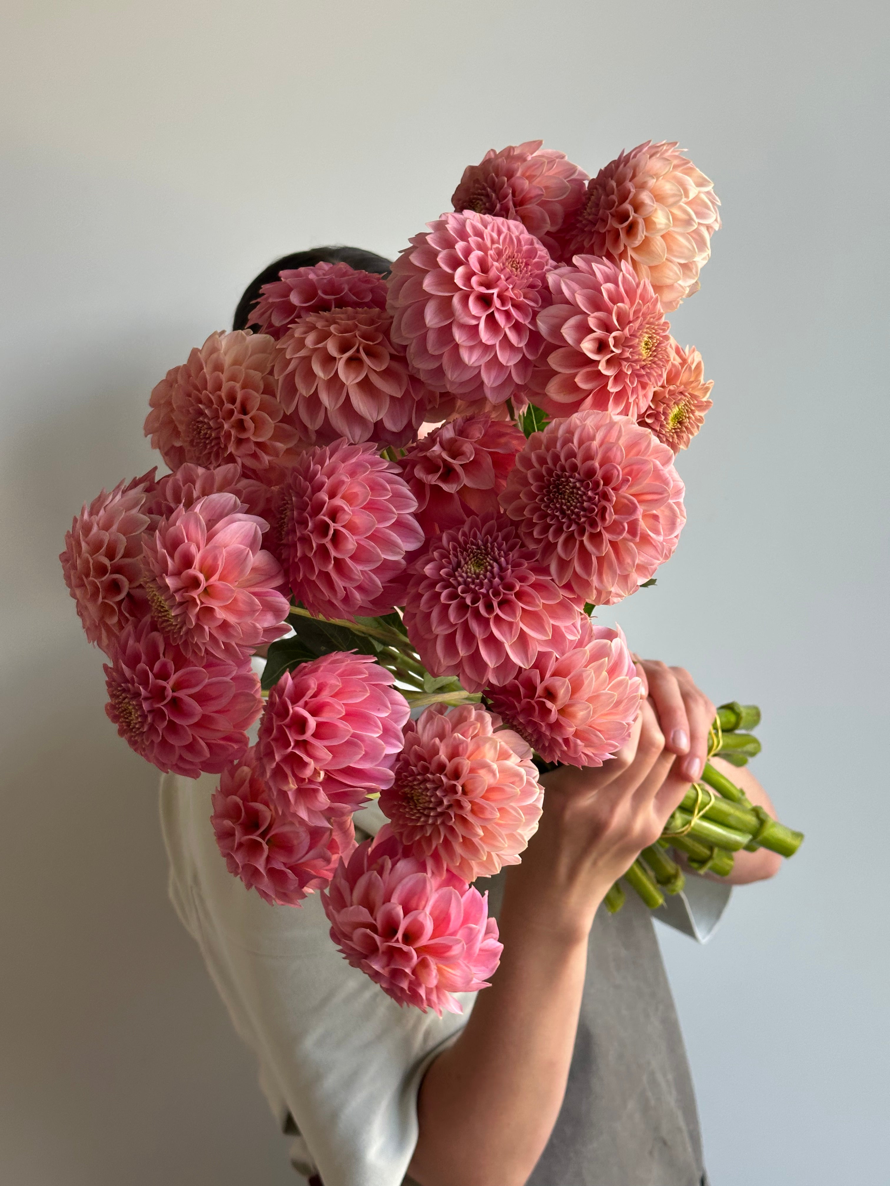 Dahlia Rock Run Ashley