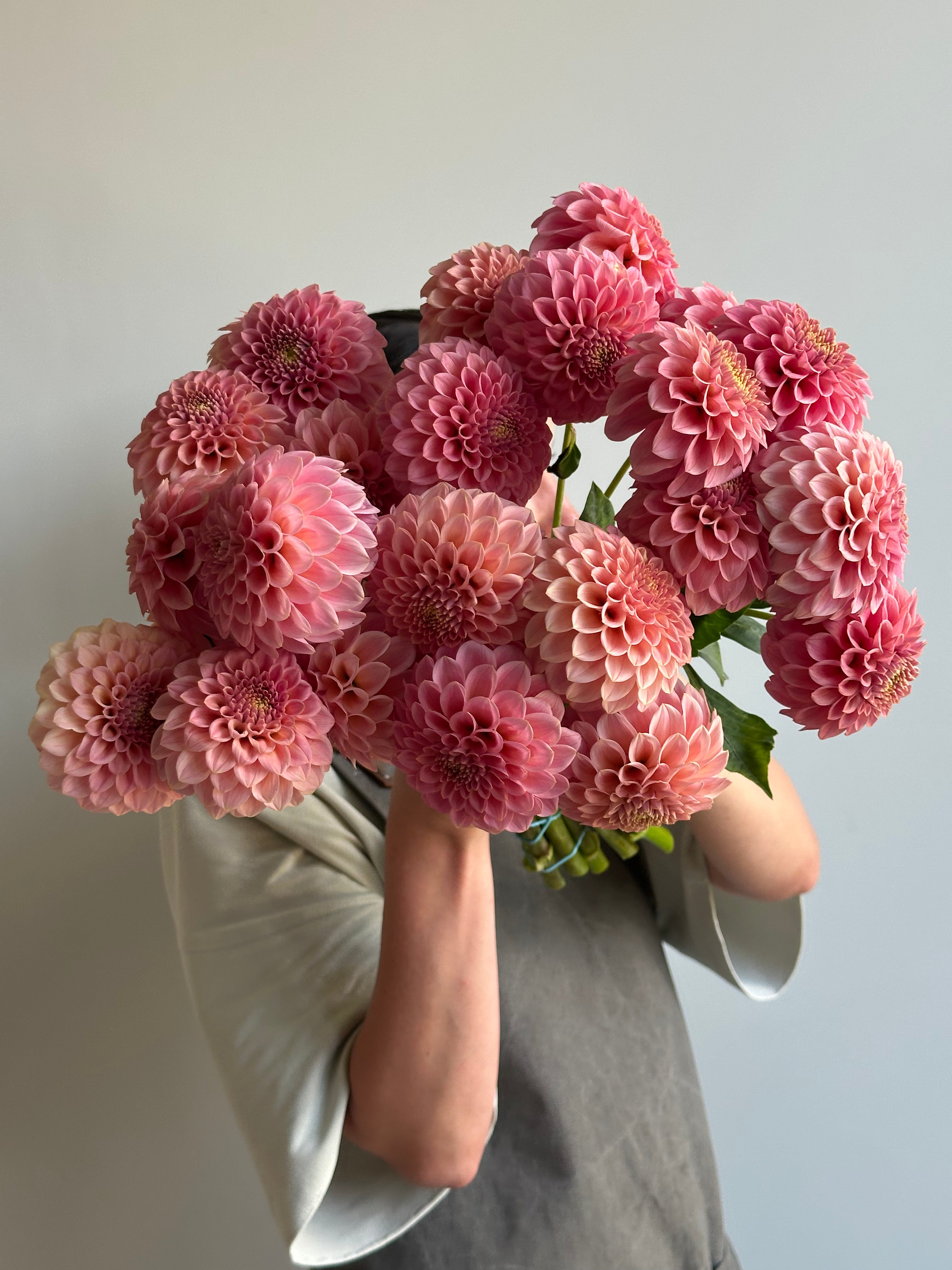 Dahlia Rock Run Ashley