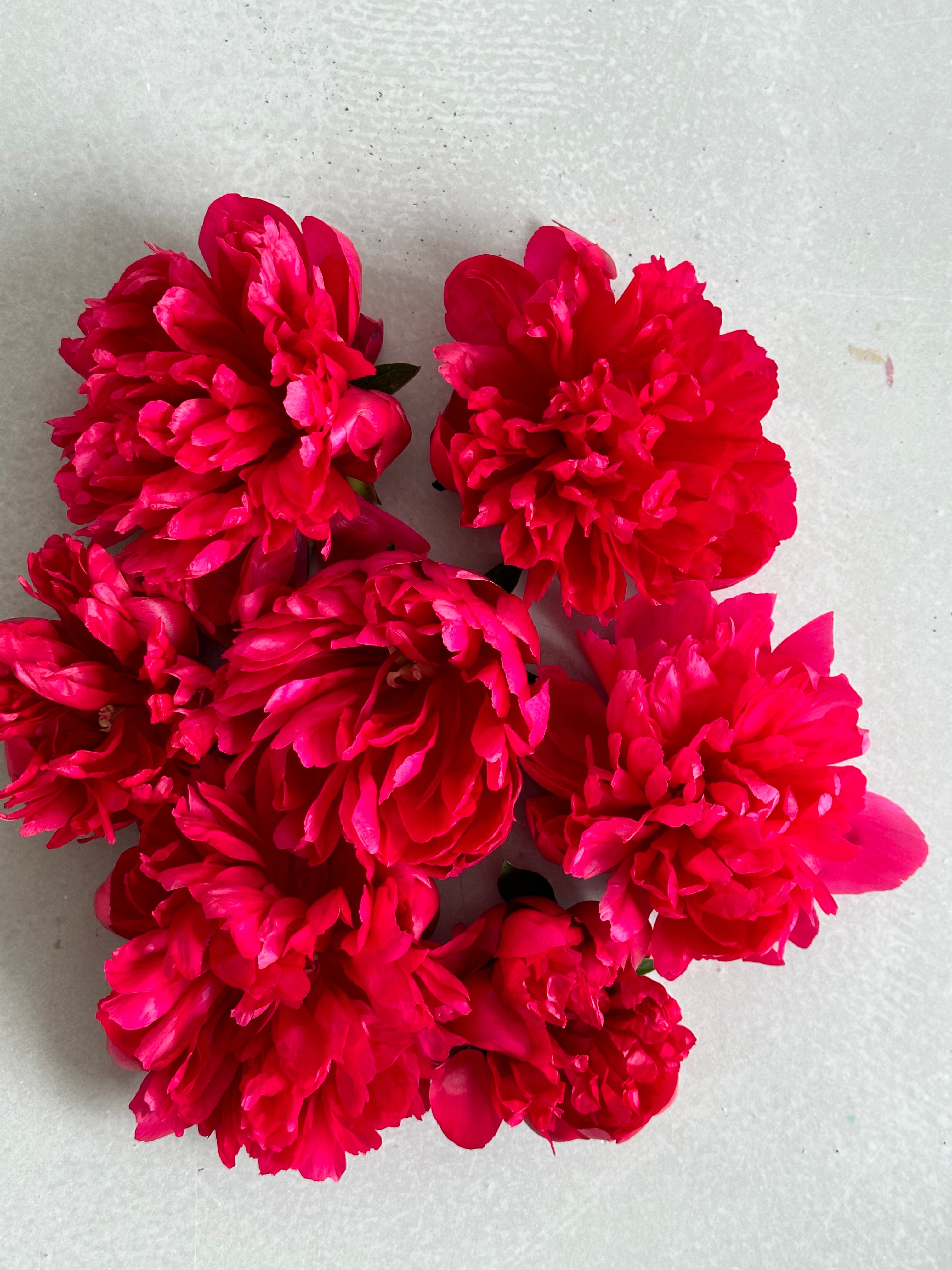 Peony Belgravia