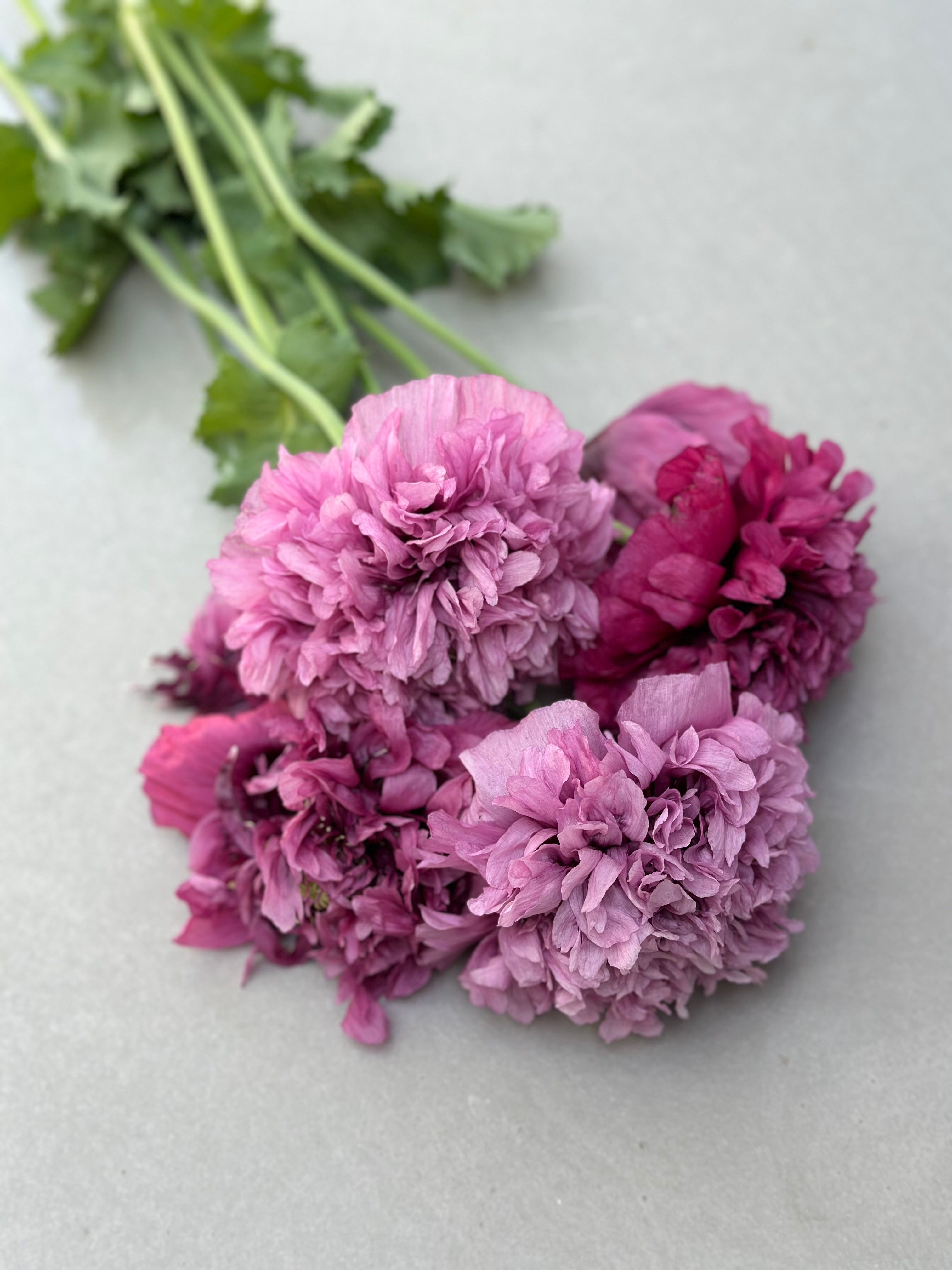 Papaver somniferum Purple Peony