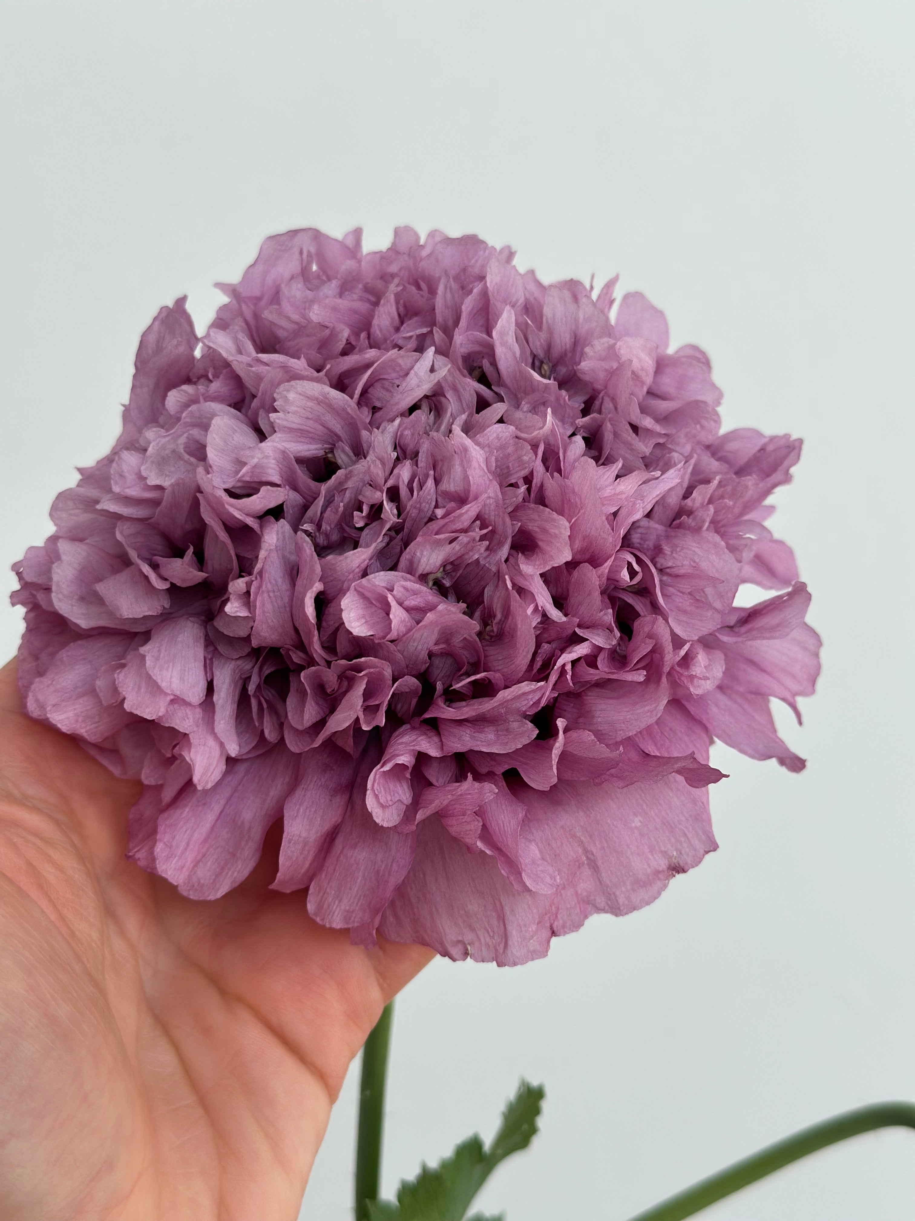 Papaver somniferum Purple Peony