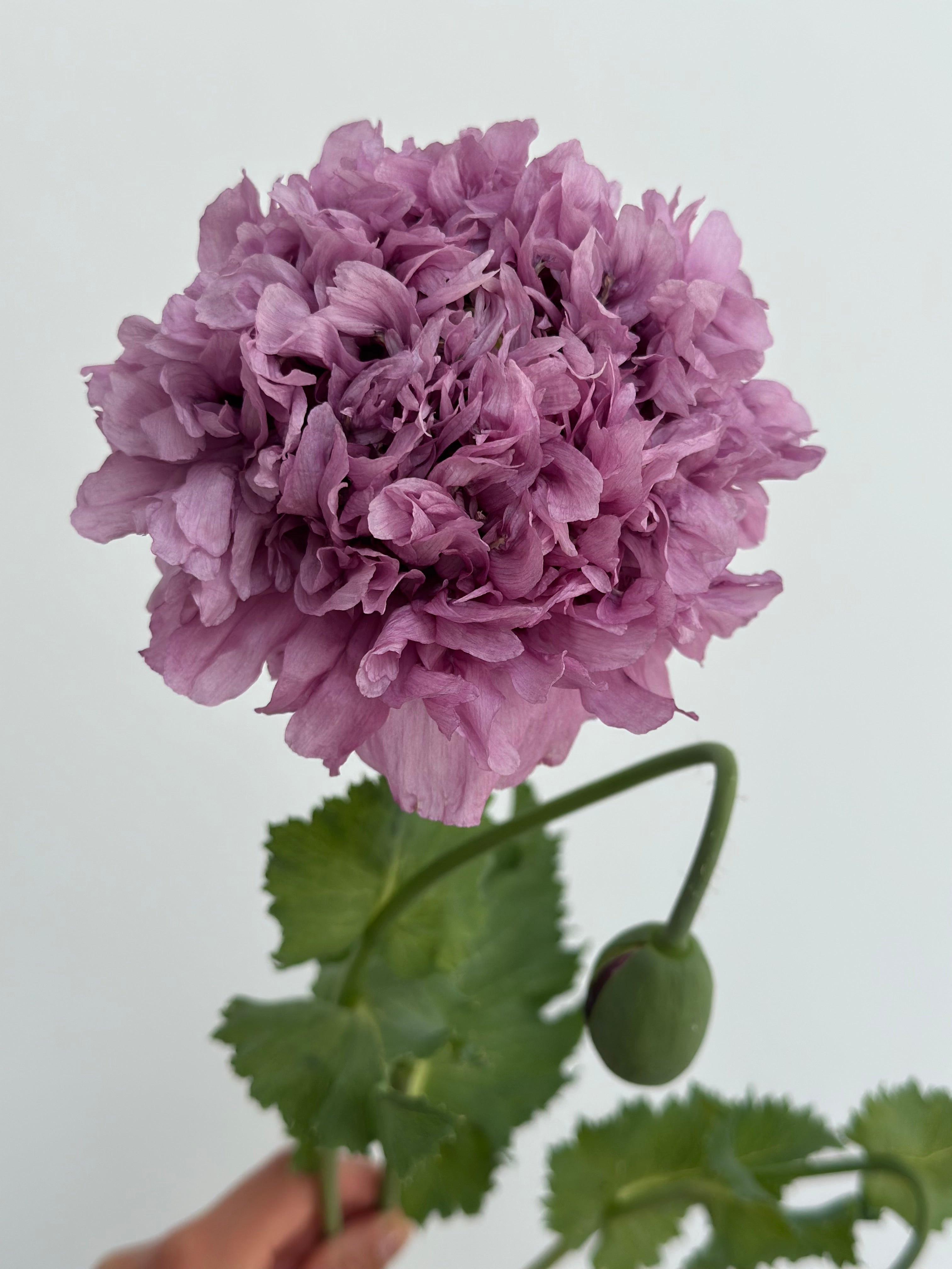Papaver somniferum Purple Peony