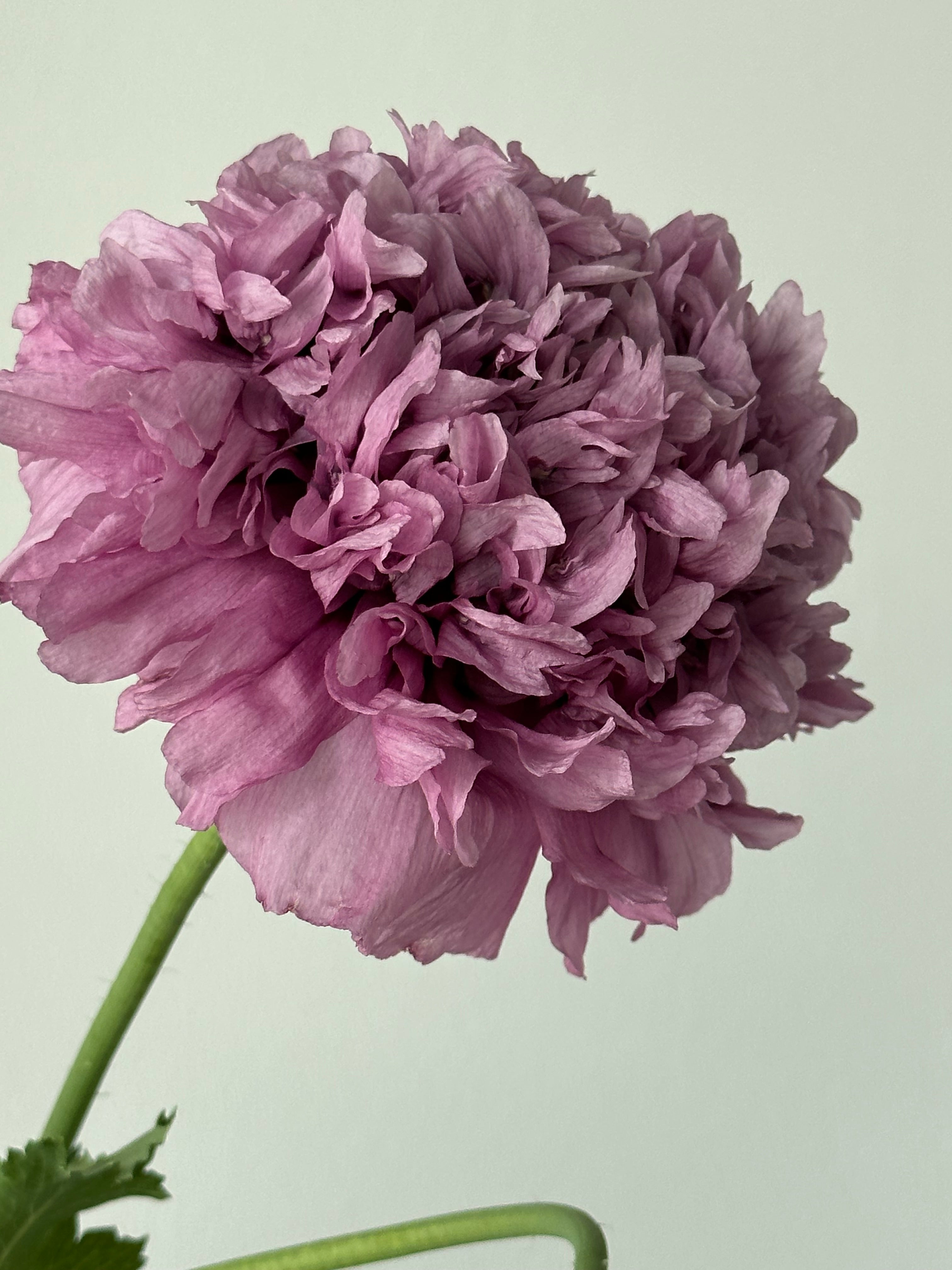 Papaver somniferum Purple Peony
