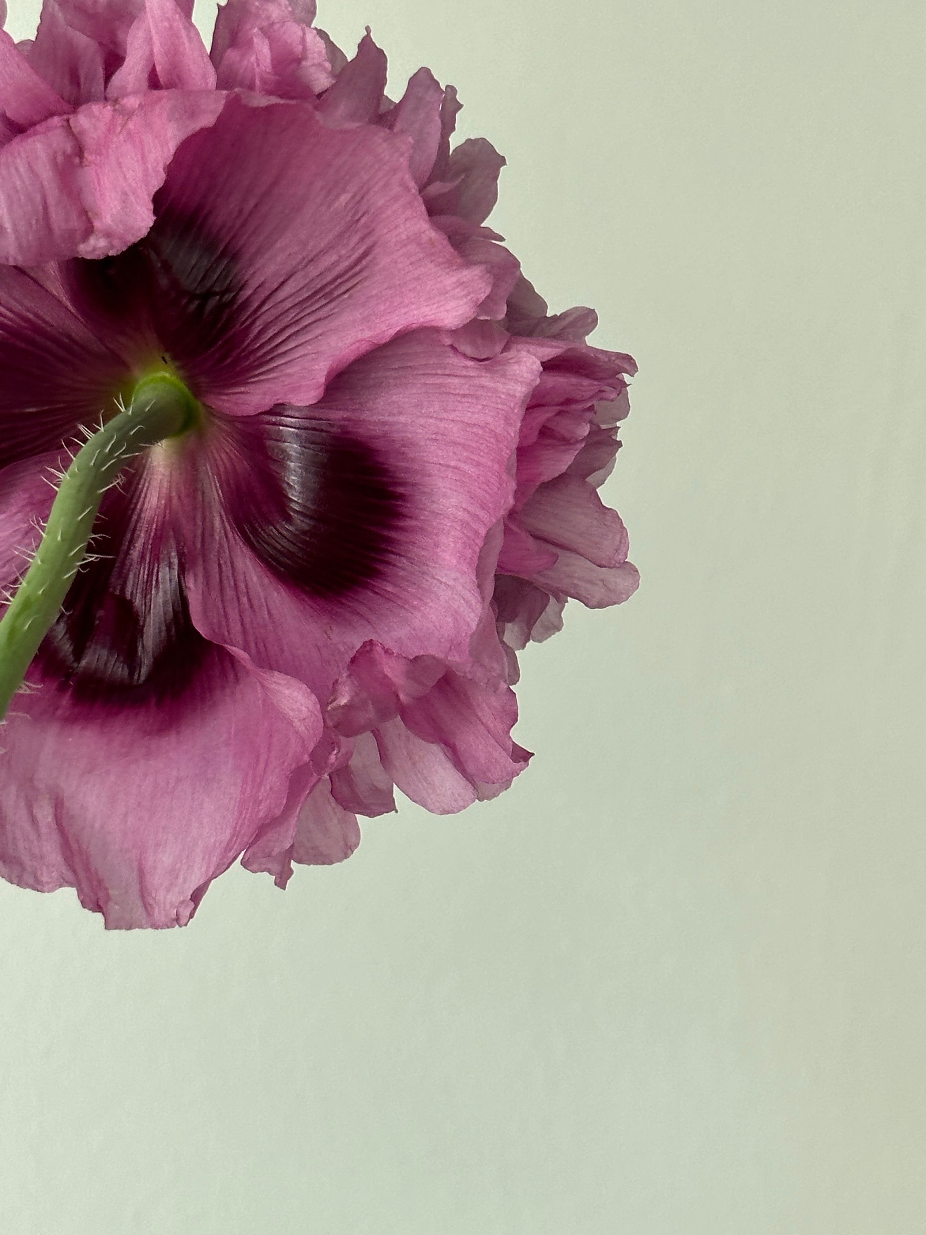 Papaver somniferum Purple Peony
