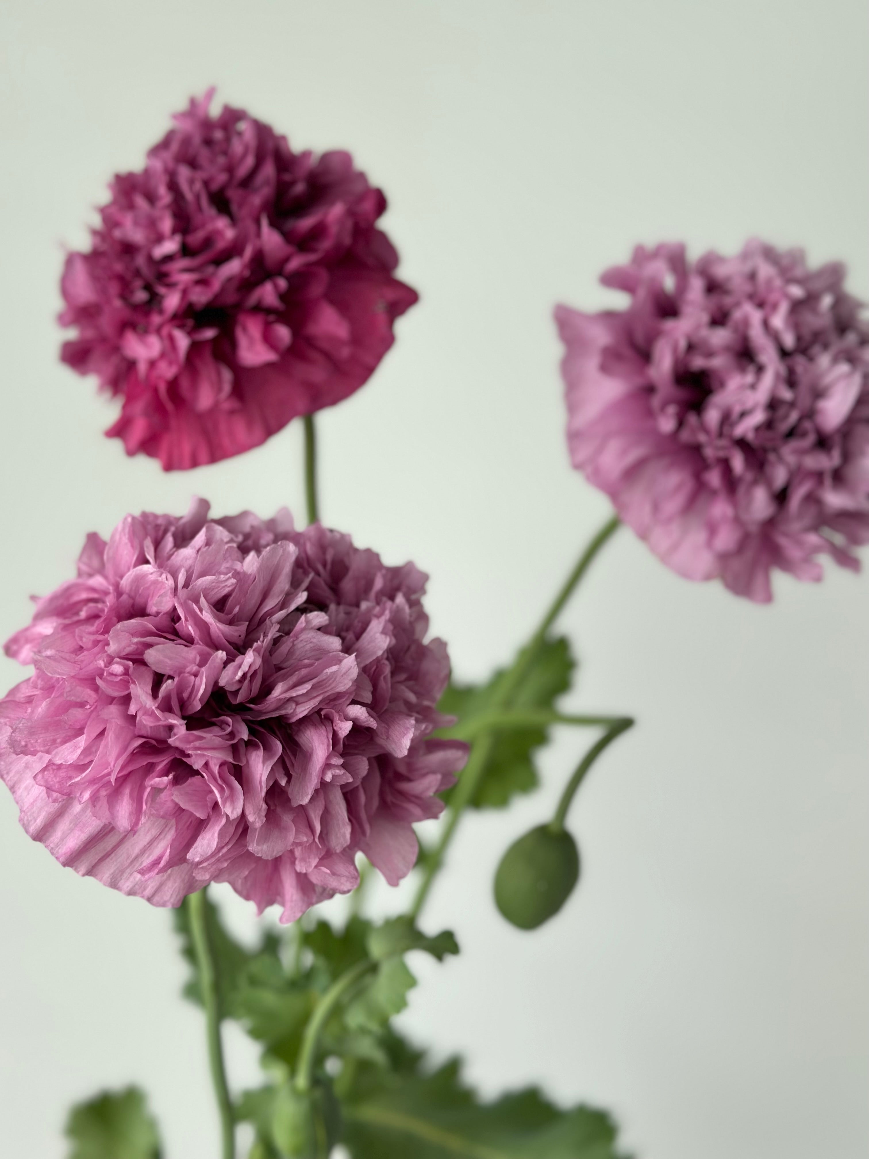 Papaver somniferum Purple Peony