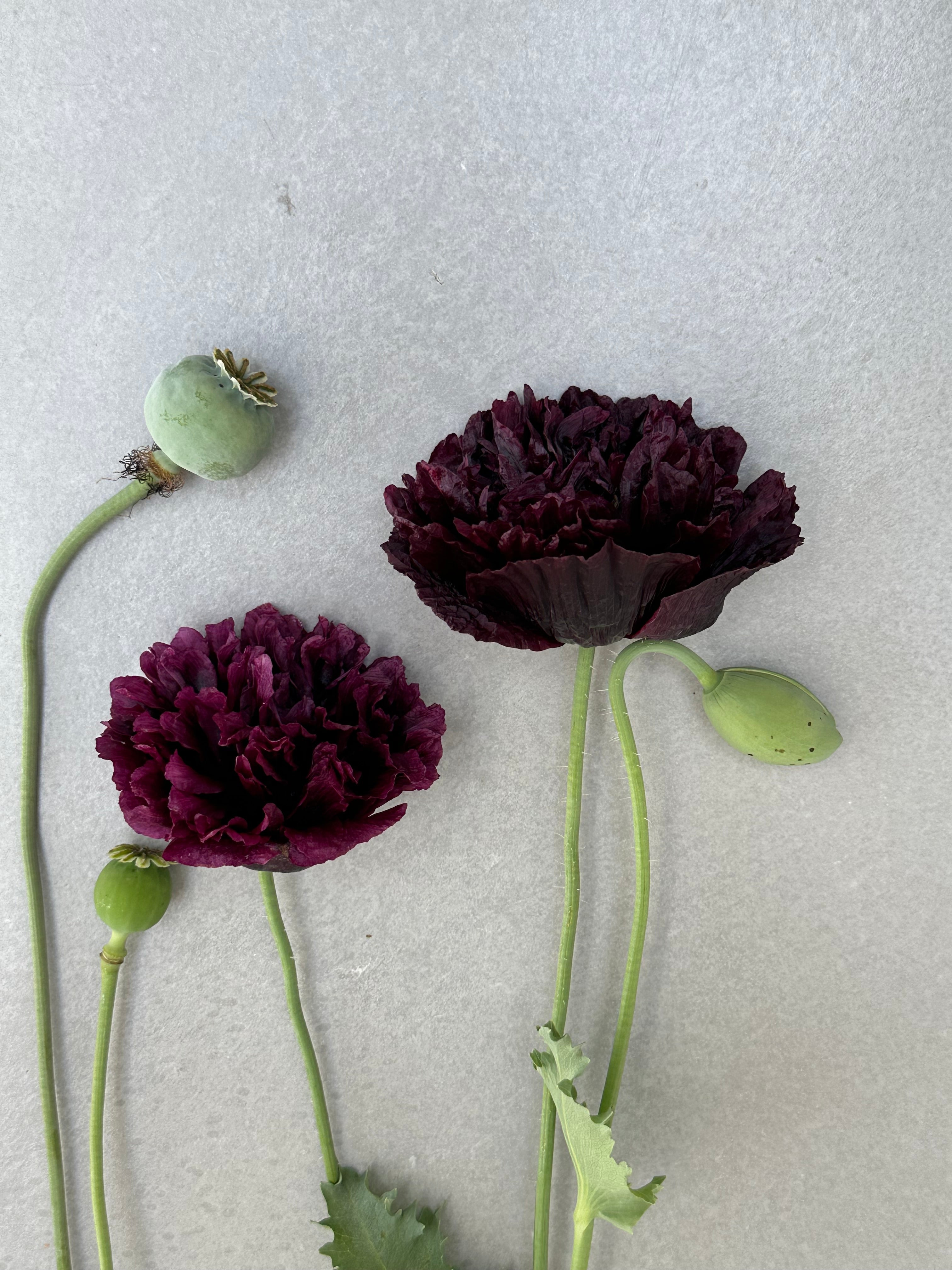 Papaver somniferum Black Peony