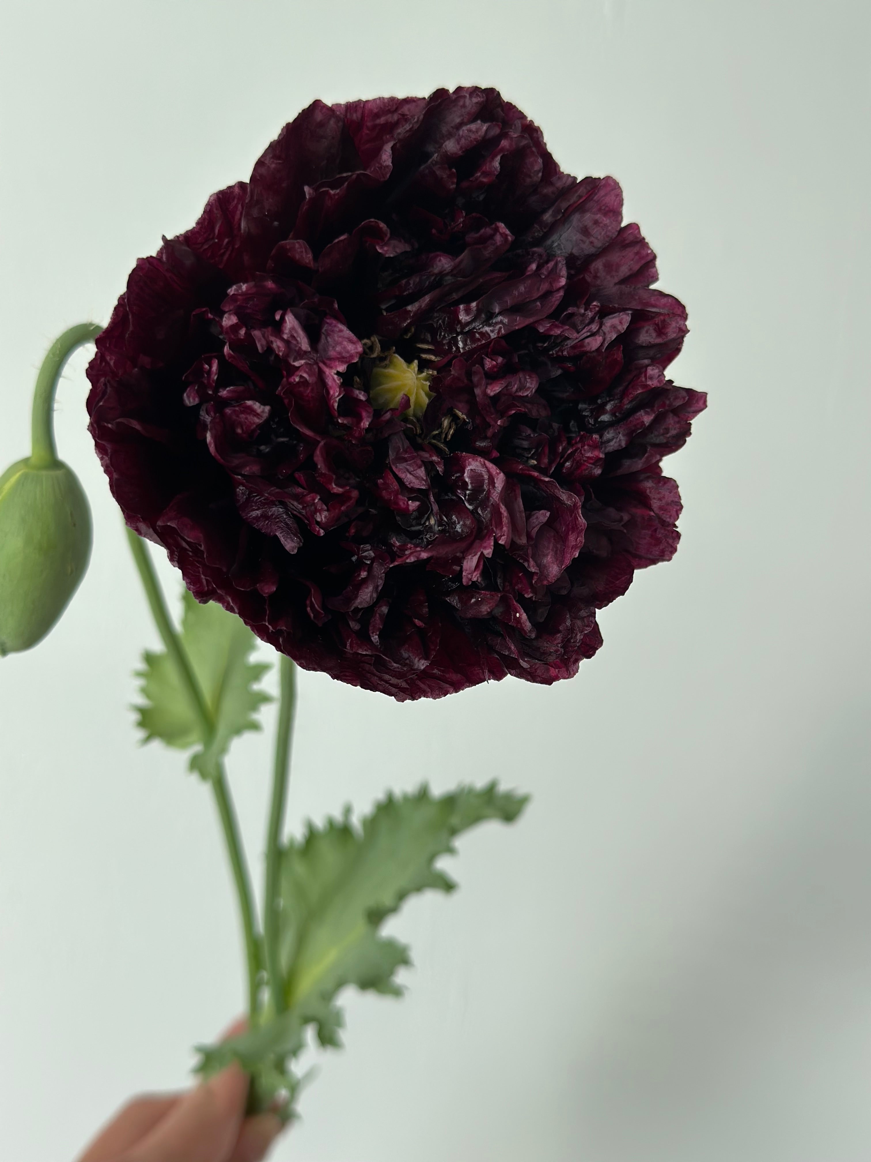 Papaver somniferum Black Peony