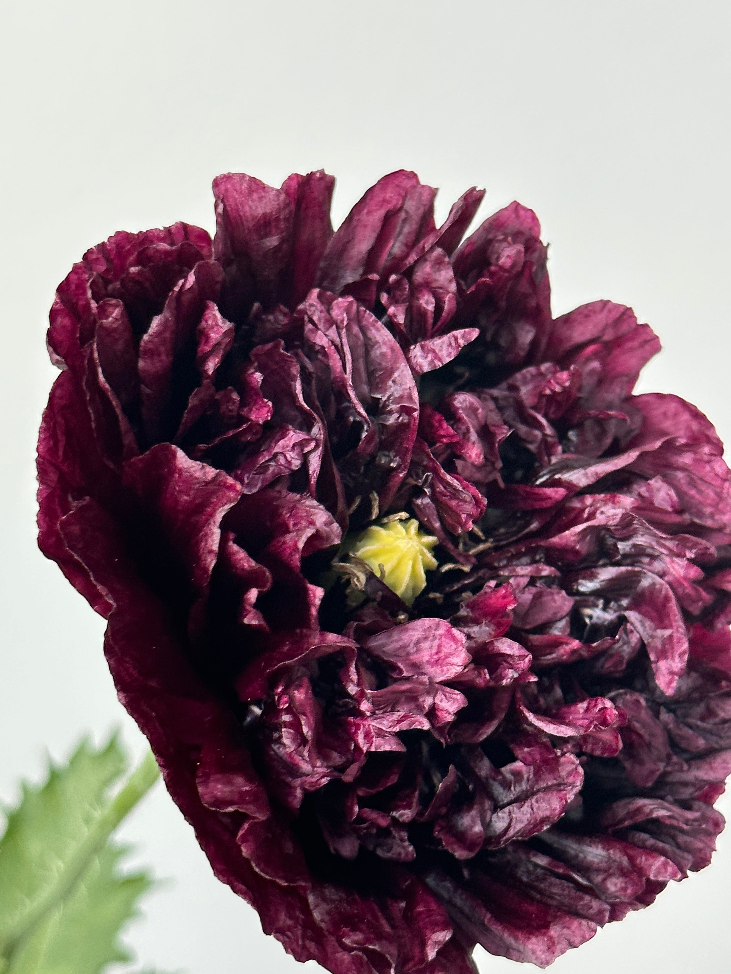 Papaver somniferum Black Peony