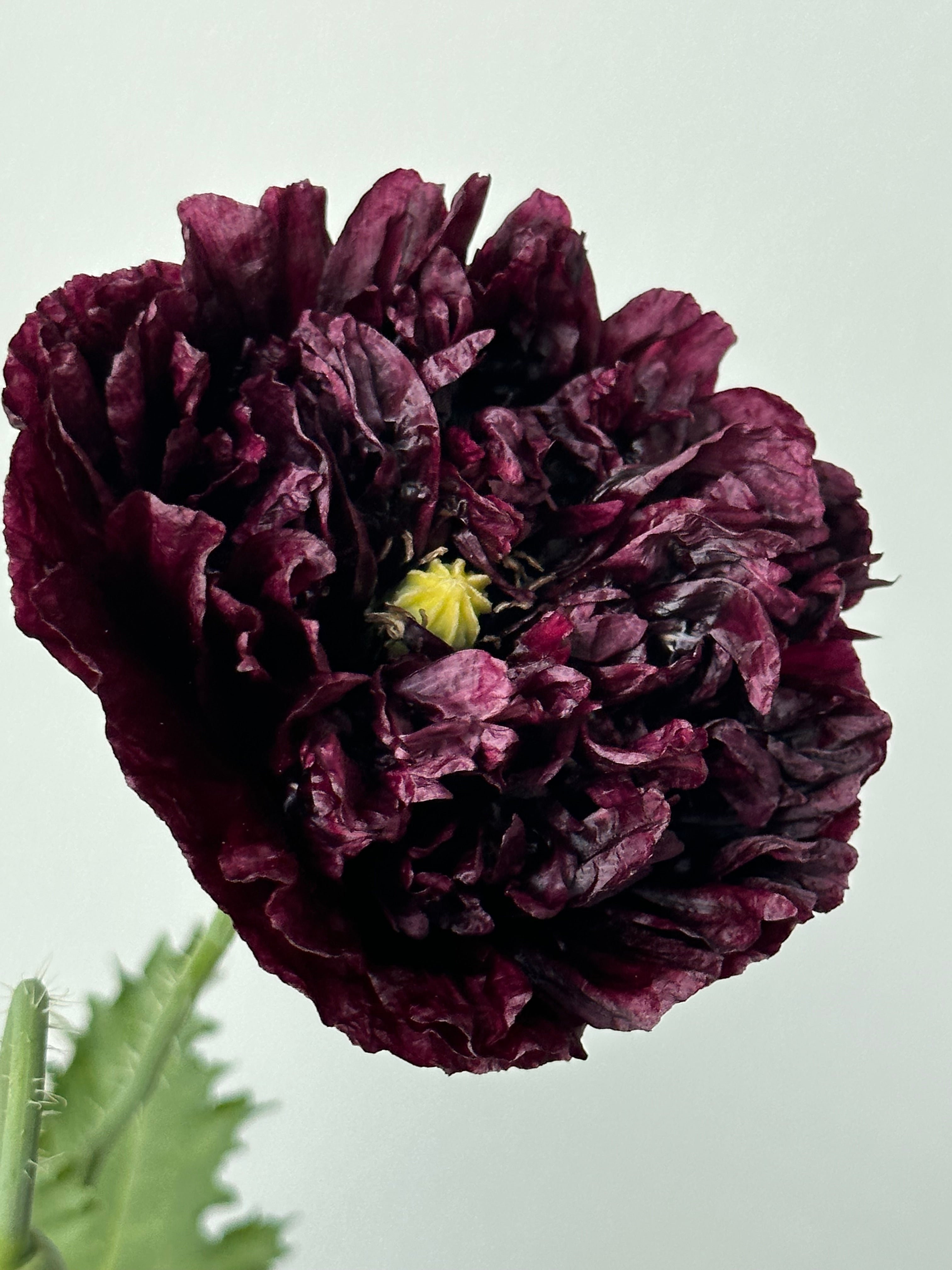Papaver somniferum Black Peony