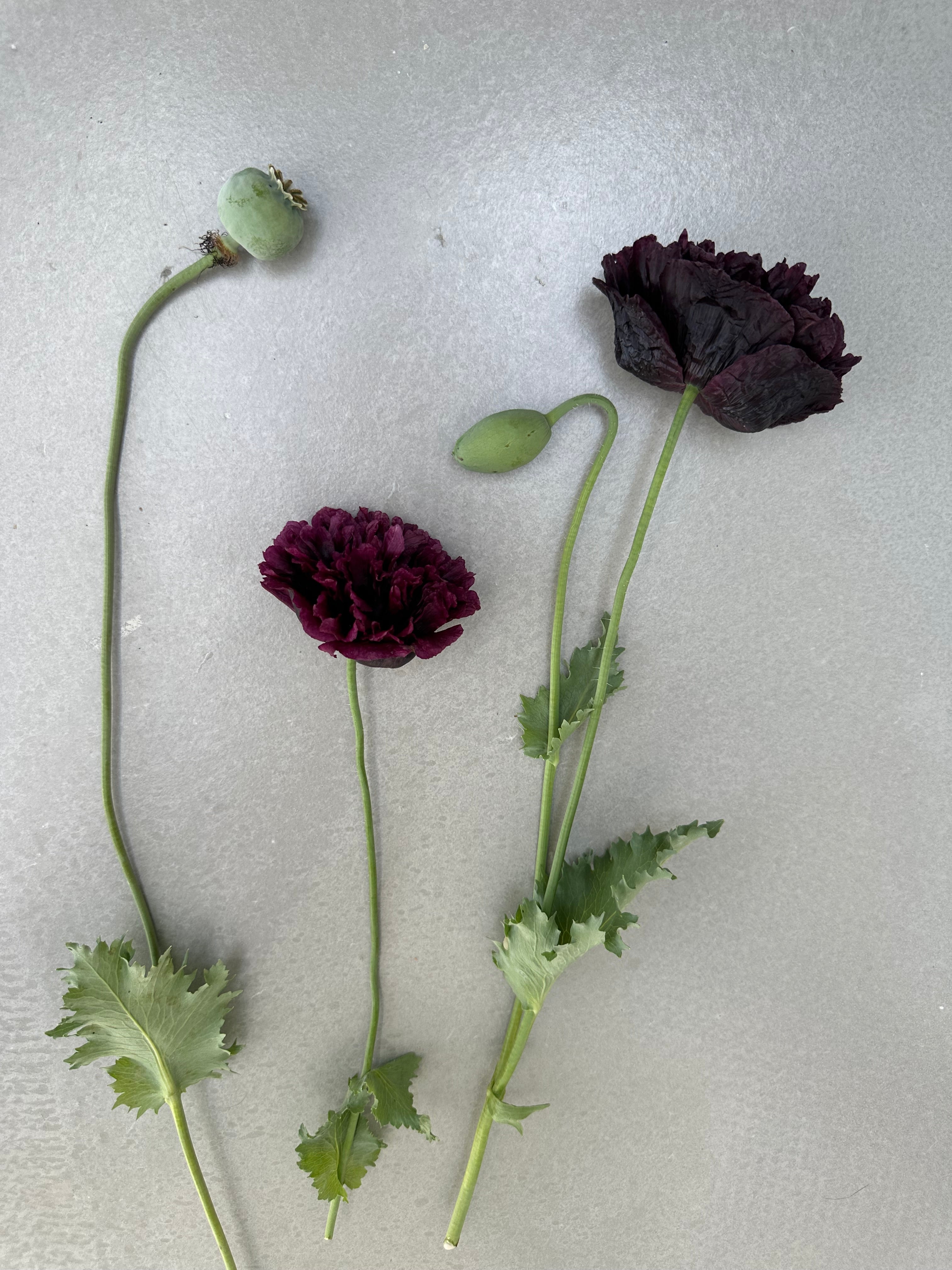 Papaver somniferum Black Peony