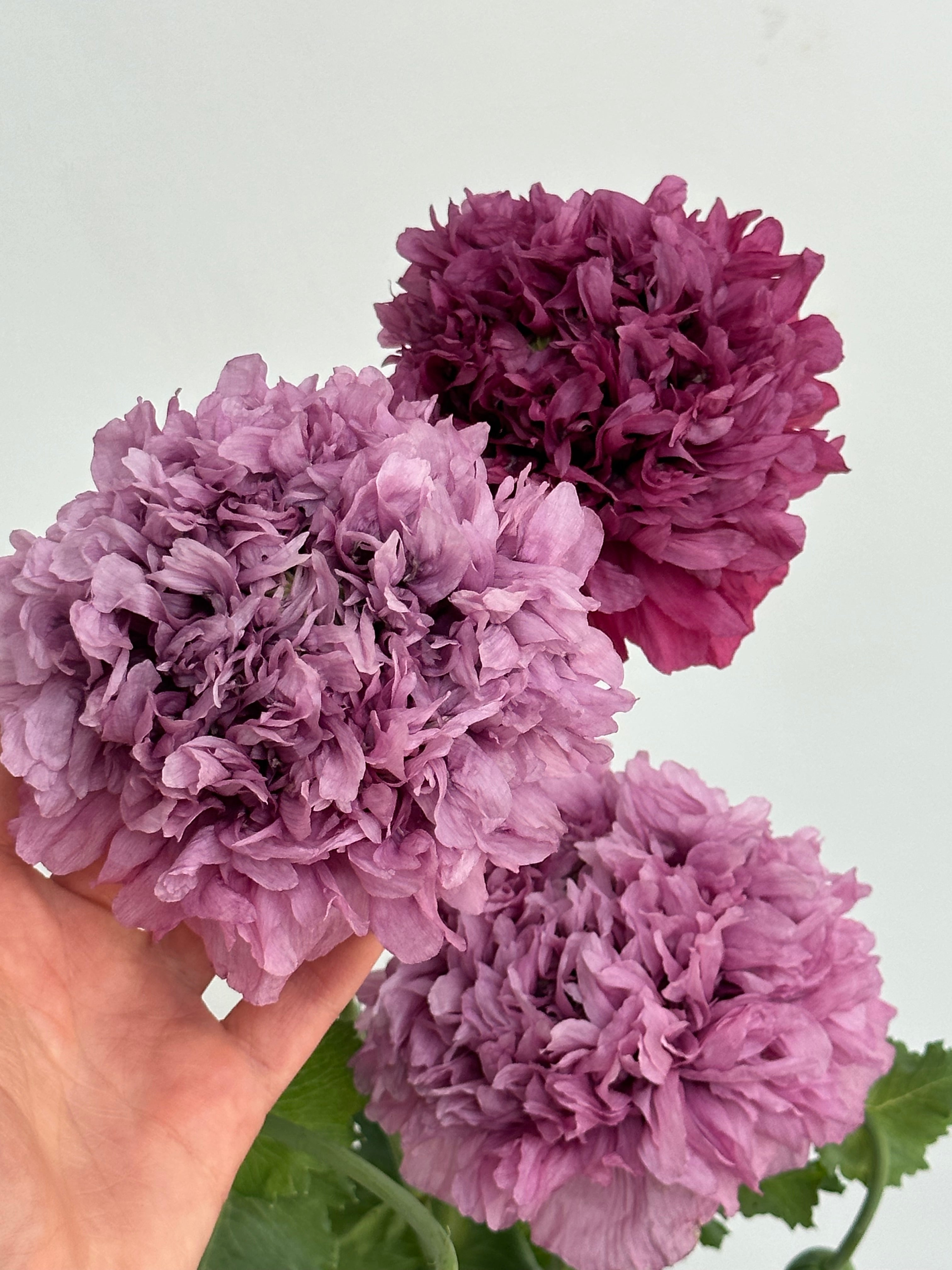 Papaver somniferum Purple Peony